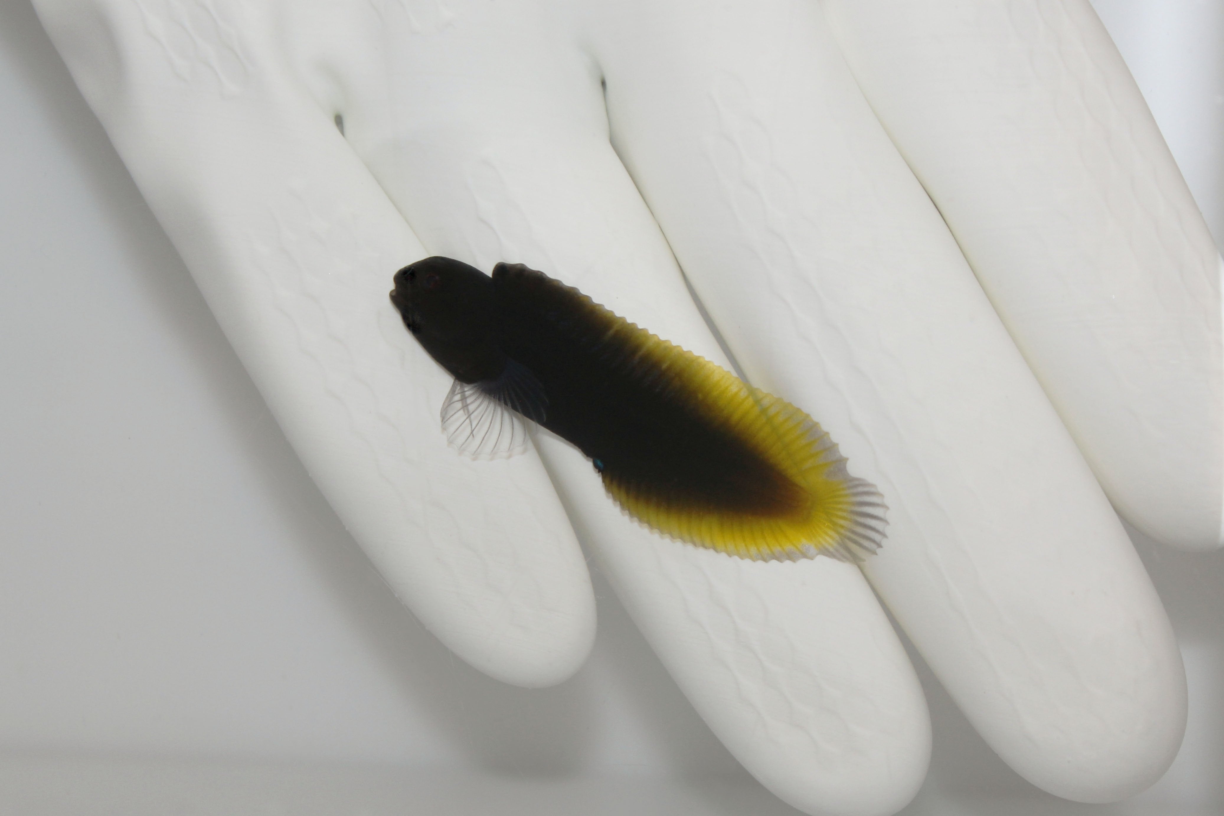 Yellow Tail Blenny (Ecsenius namiyei)(pre-order)