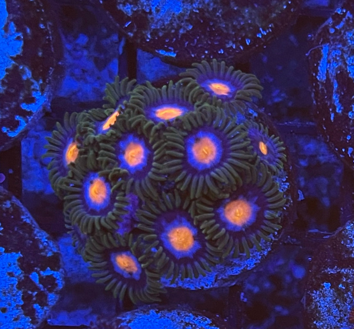 Blow Pops (Large Frag 8-10 Polyps)