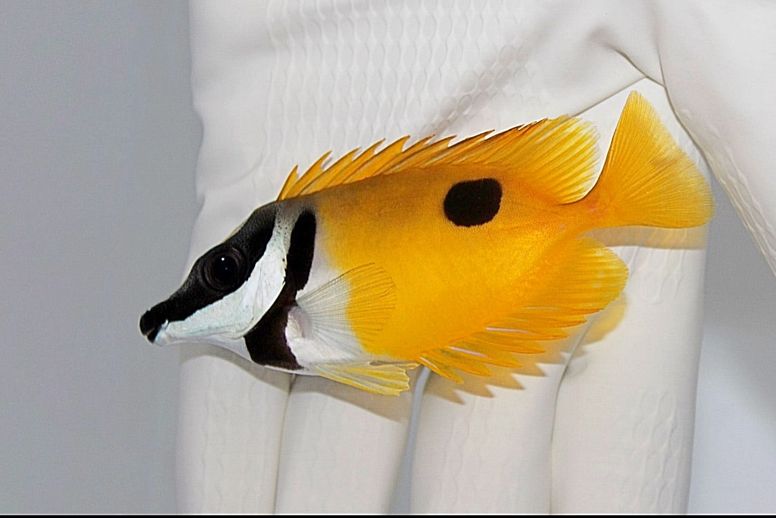 One-Spot Foxface Rabbitfish (Siganus unimaculatus) in reef aquarium
Reef‑safe One-Spot Foxface grazing algae for sale at TSM Aquatics
Yellow rabbitfish with distinct spot swimming near live rock
Peaceful algae-eating One-Spot Foxface in saltwater tank