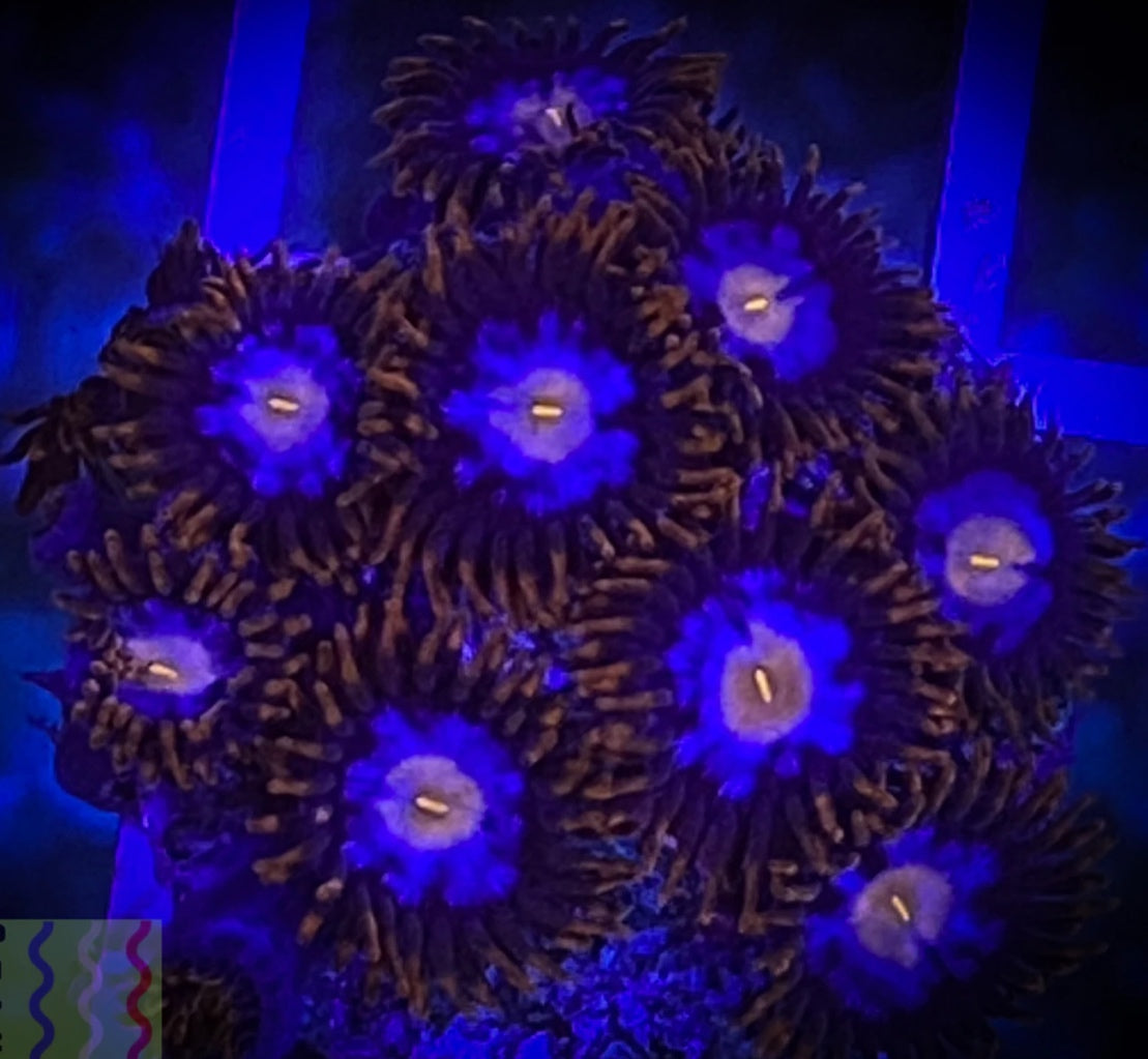 Mystiques 6 Polyps