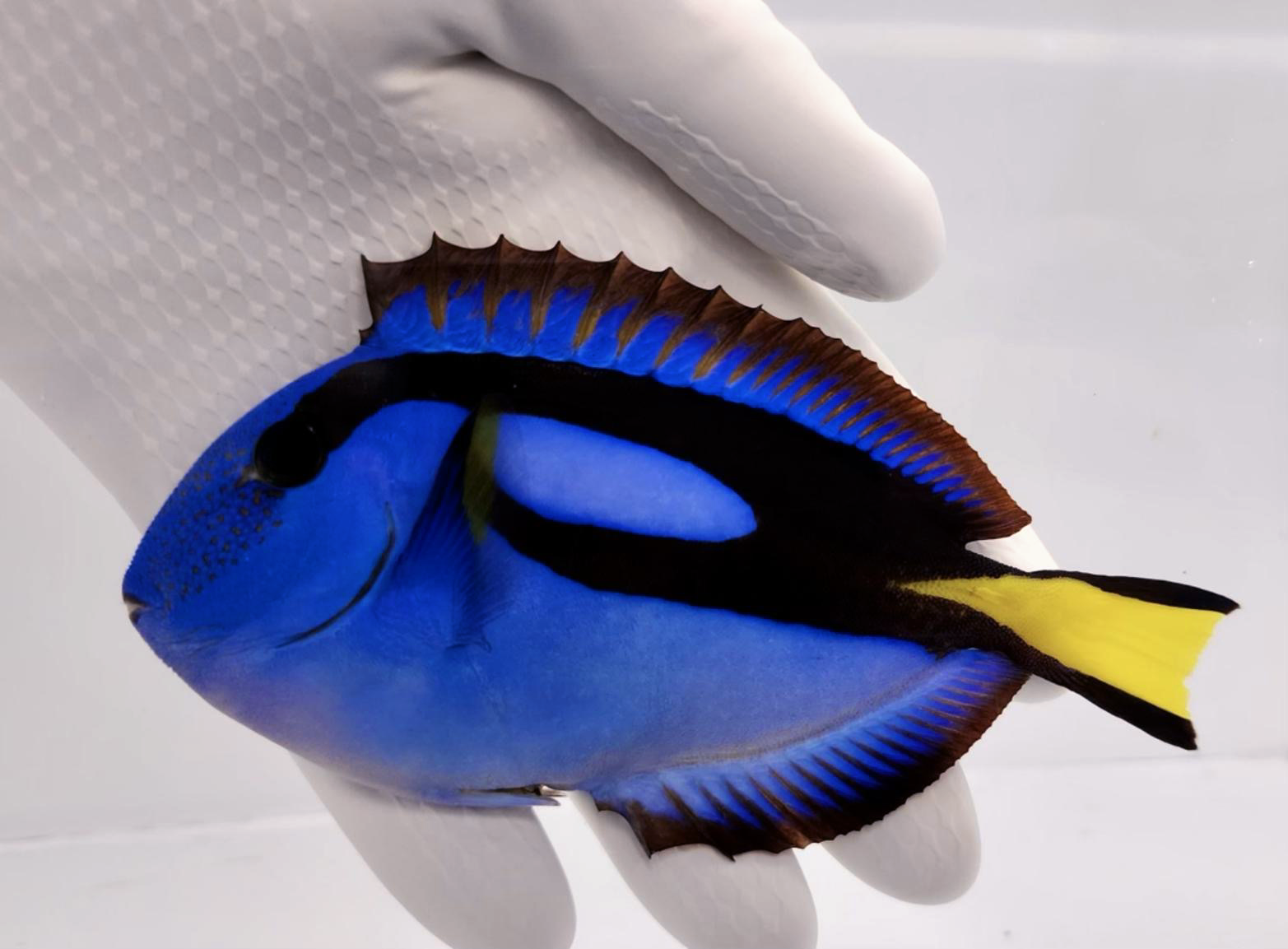 Blue Hippo Tang Paracanthurus hepatus swimming in reef aquarium
Quarantined Blue Hippo Tang for sale from TSM Aquatics
Vibrant blue surgeonfish grazing algae in saltwater tank
Reef-safe Blue Hippo Tang under marine lighting