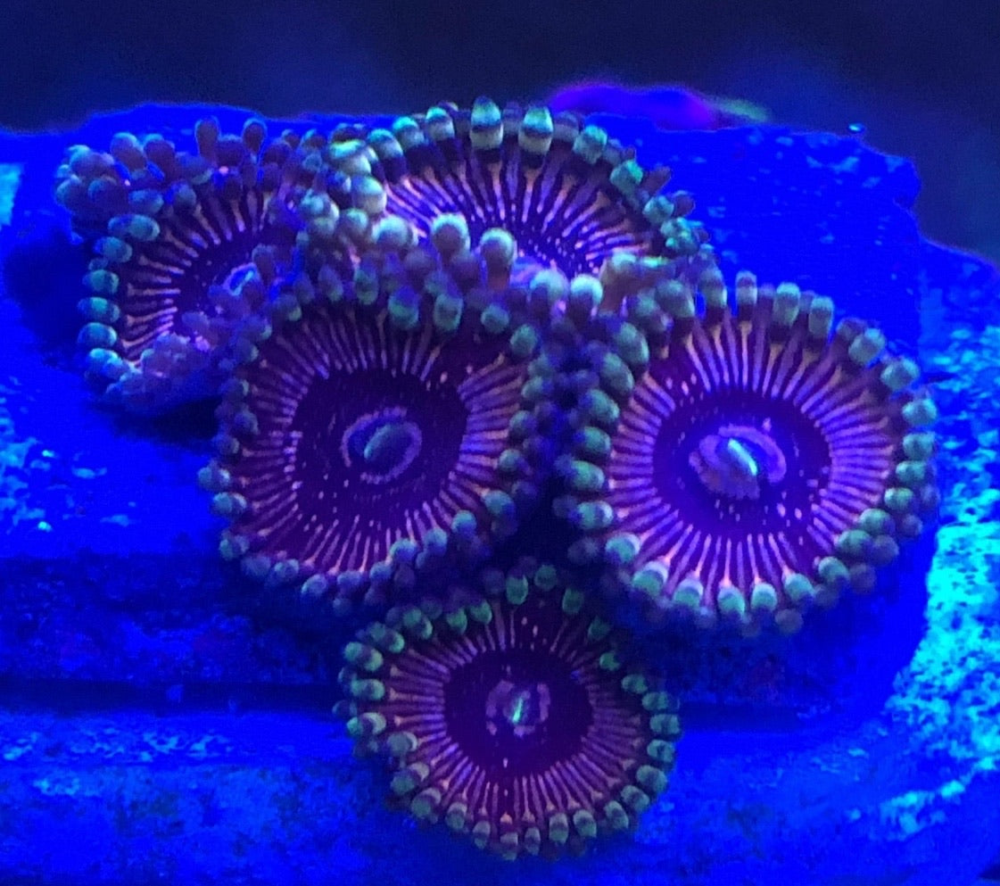 Superstar zoanthids clearance