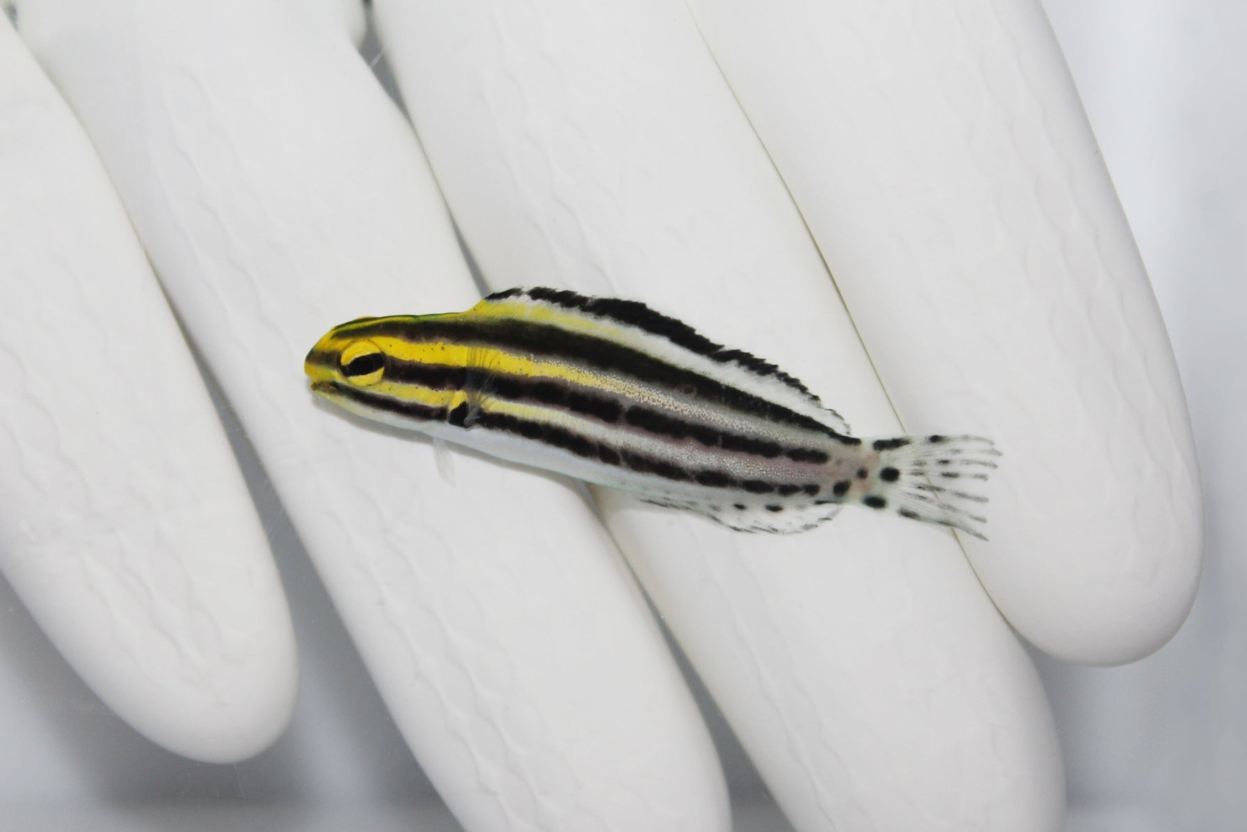 Striped Blenny Meiacanthus grammistes showing horizontal stripes
Reef fish Striped Blenny perched on rock
Close up of Striped Blenny’s facial markings
Striped Sabre Tooth Blenny in marine aquarium
Healthy quarantined Striped Blenny from TSM Aquatics