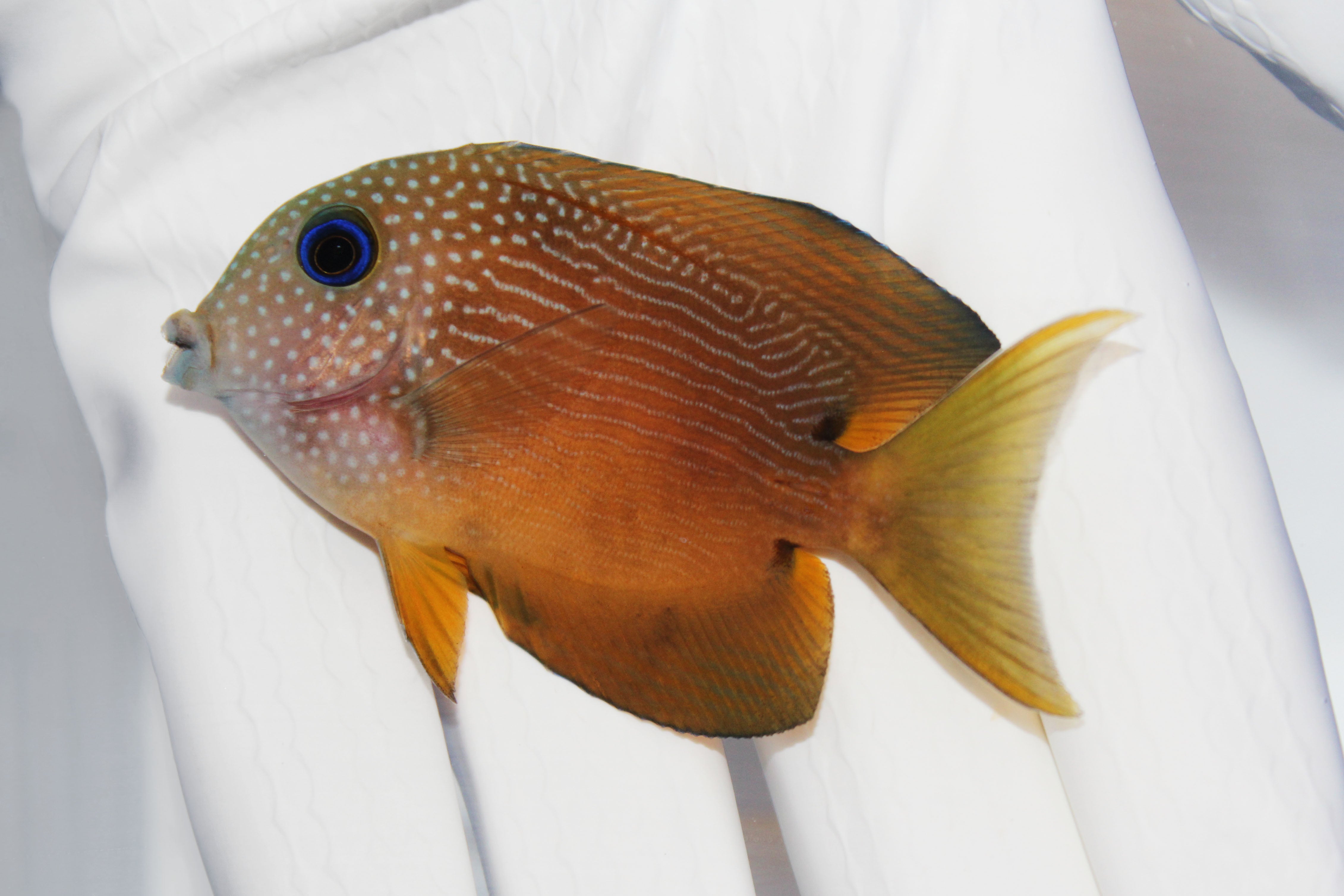 Blue-Eyed Kole Tang (Ctenochaetus binotatus) grazing algae on live rock
Quarantined Blue-Eyed Kole Tang for sale from TSM Aquatics
Reef-safe herbivore tang with blue eyes in saltwater aquarium
Healthy algae-eating Kole Tang swimming in reef tank