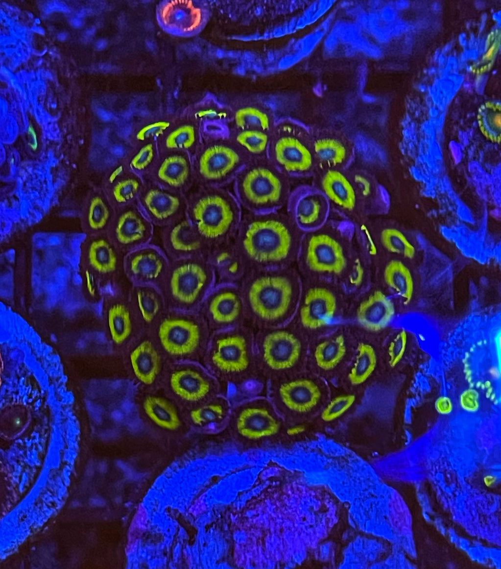 Belladonna (Large Frag 8-10 Polyps)