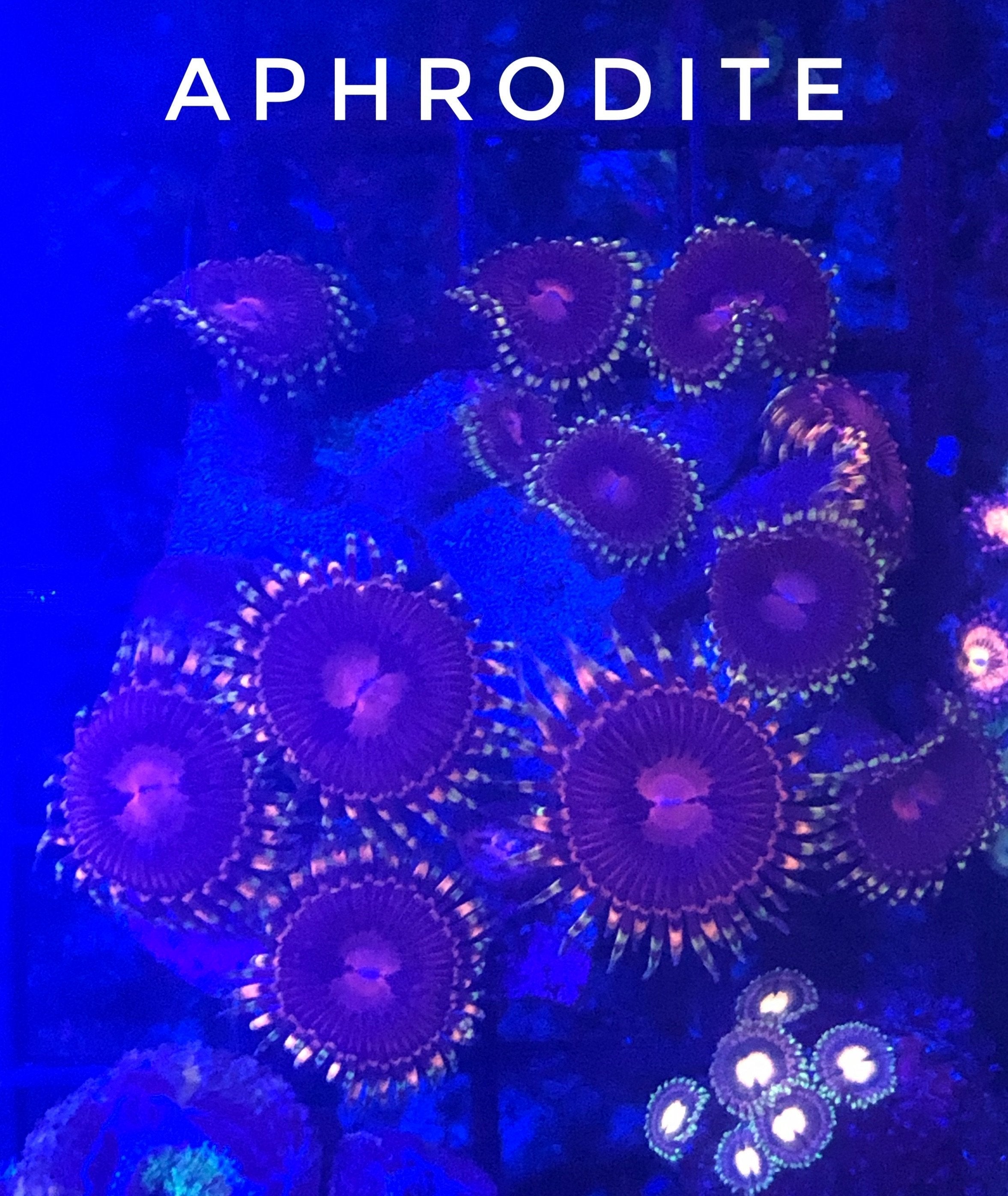 Aphrodite (Designer)