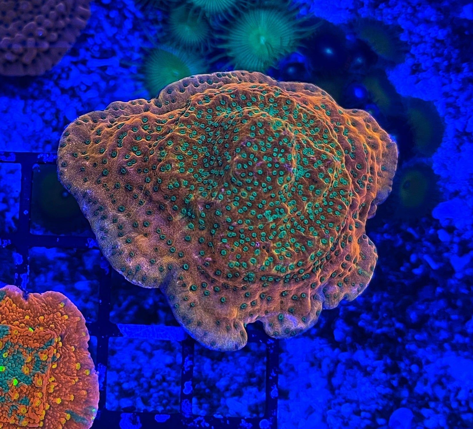 WWC Cherry Tree Montipora