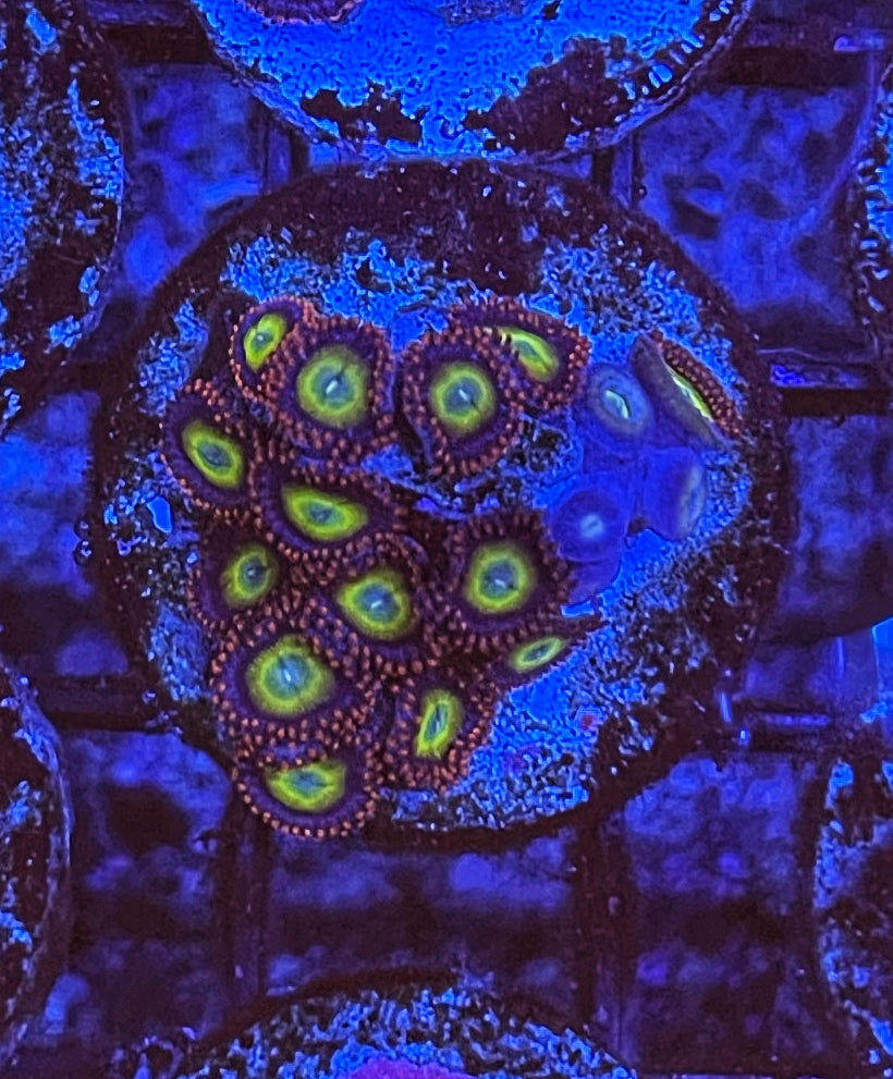 Circus (Large Frag 8-10 Polyps)