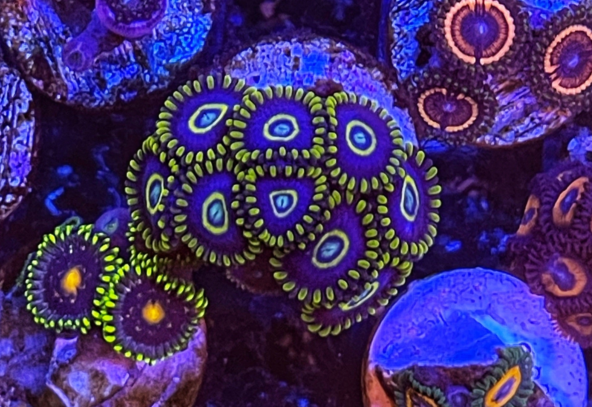 Blue Hornets (Designer)