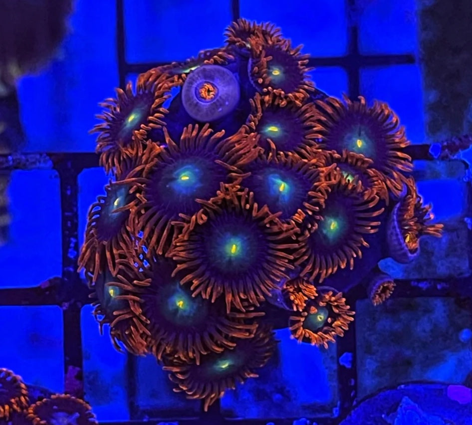 CB Rockstars (XL 20+ Polyps)