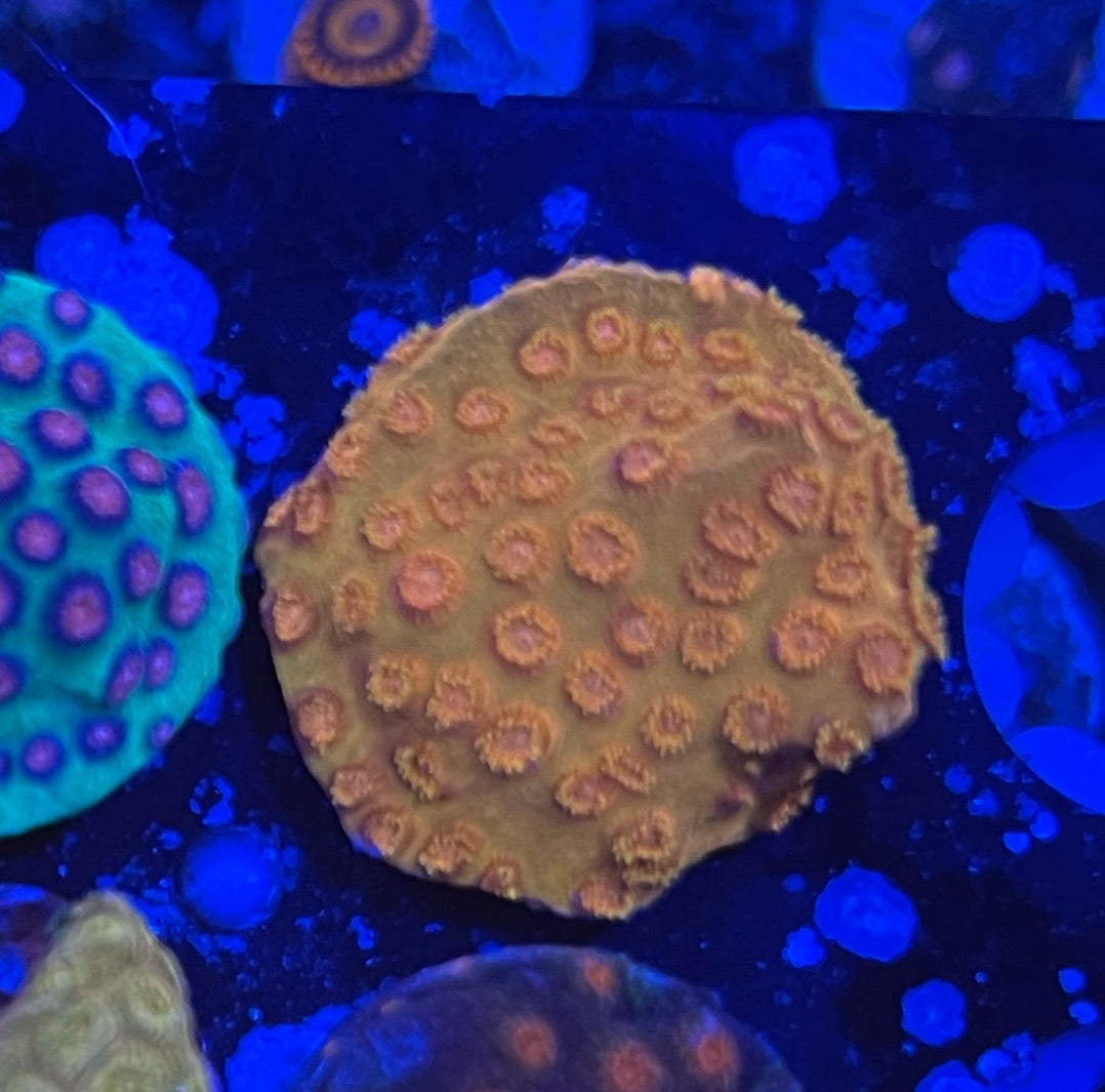 24k/Tropicana Twist Cyphastrea