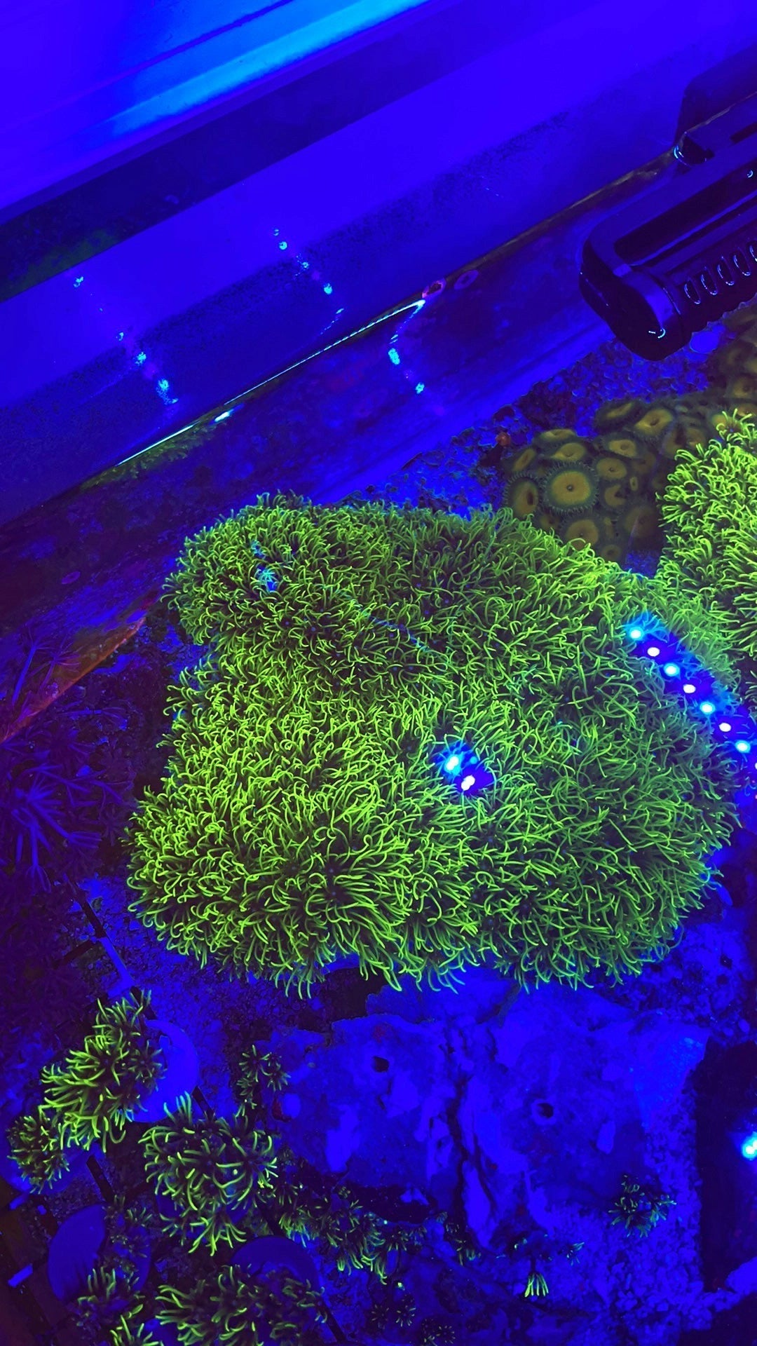 Green Star Polyps (Large Frag 1.25")