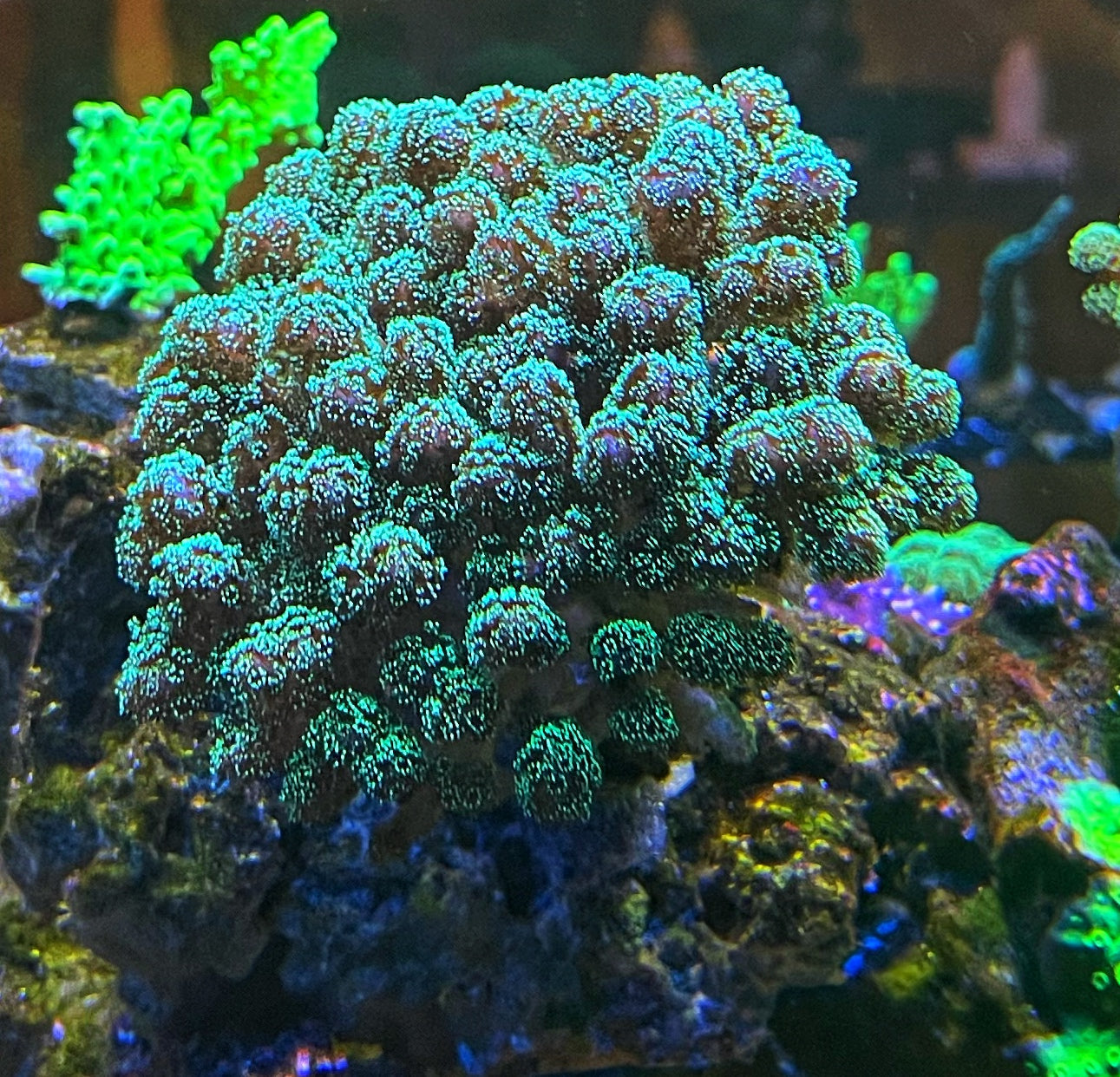 Green Stylopora