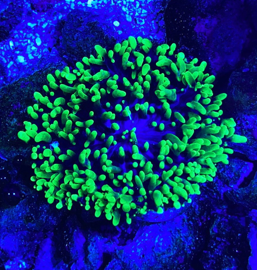 Green Hairy Mushroom