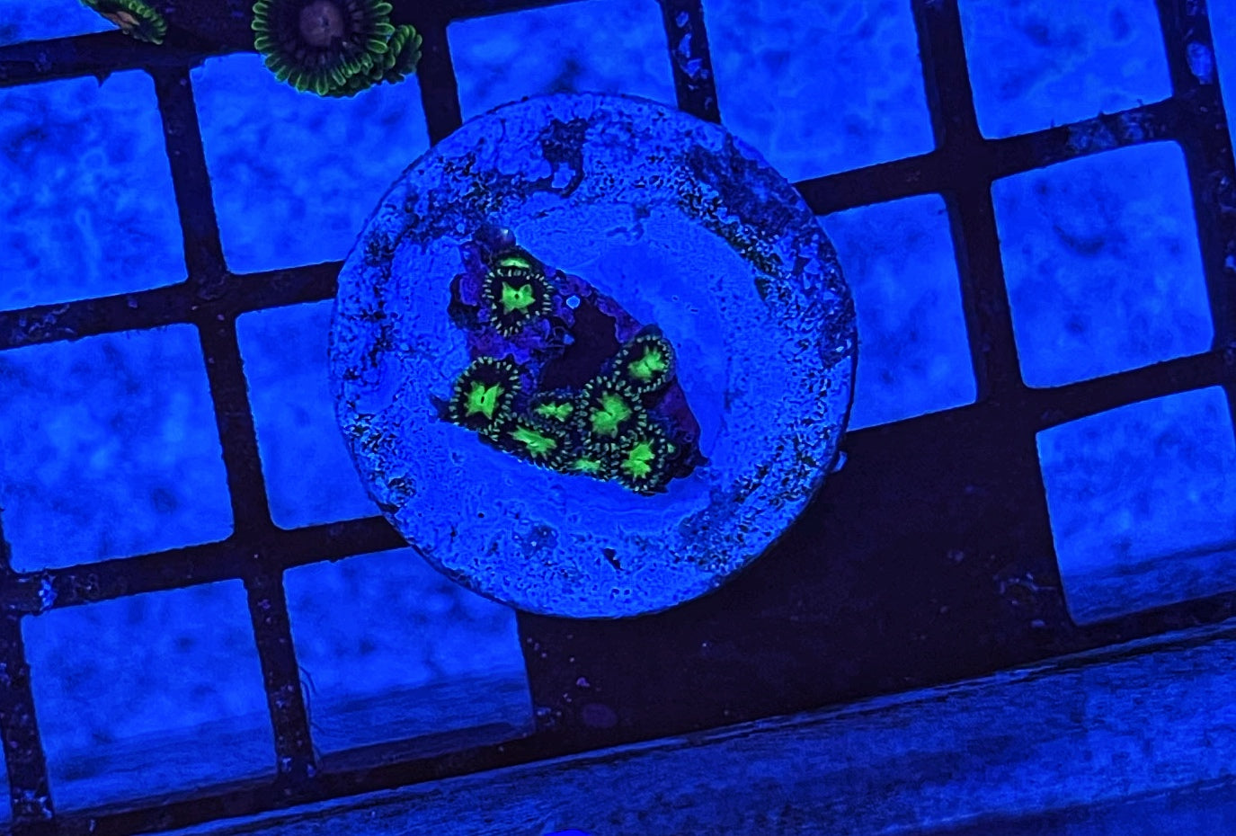 Acid Stars (Designer)