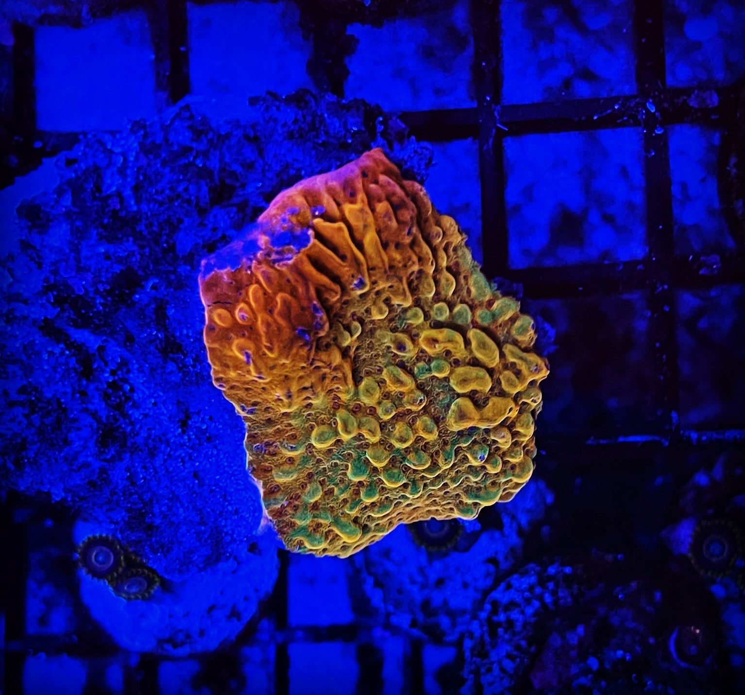 ASD Dragon Rider Montipora
