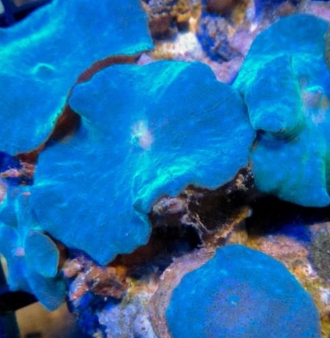 Blue Mushroom Coral