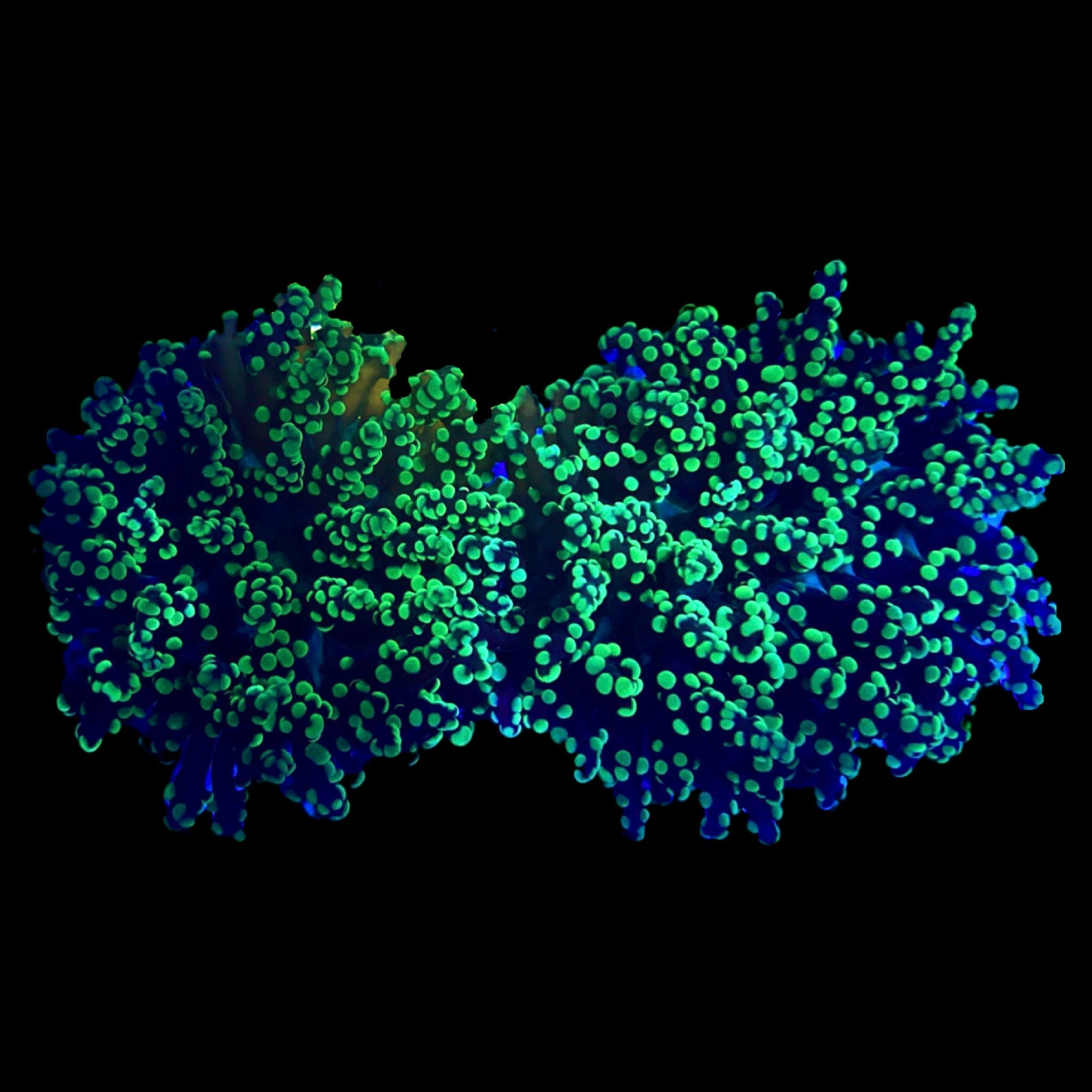 Yaeyamaensis Frogspawn Single Head