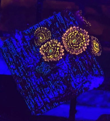 Frankie’s Acid Trips (Designer)