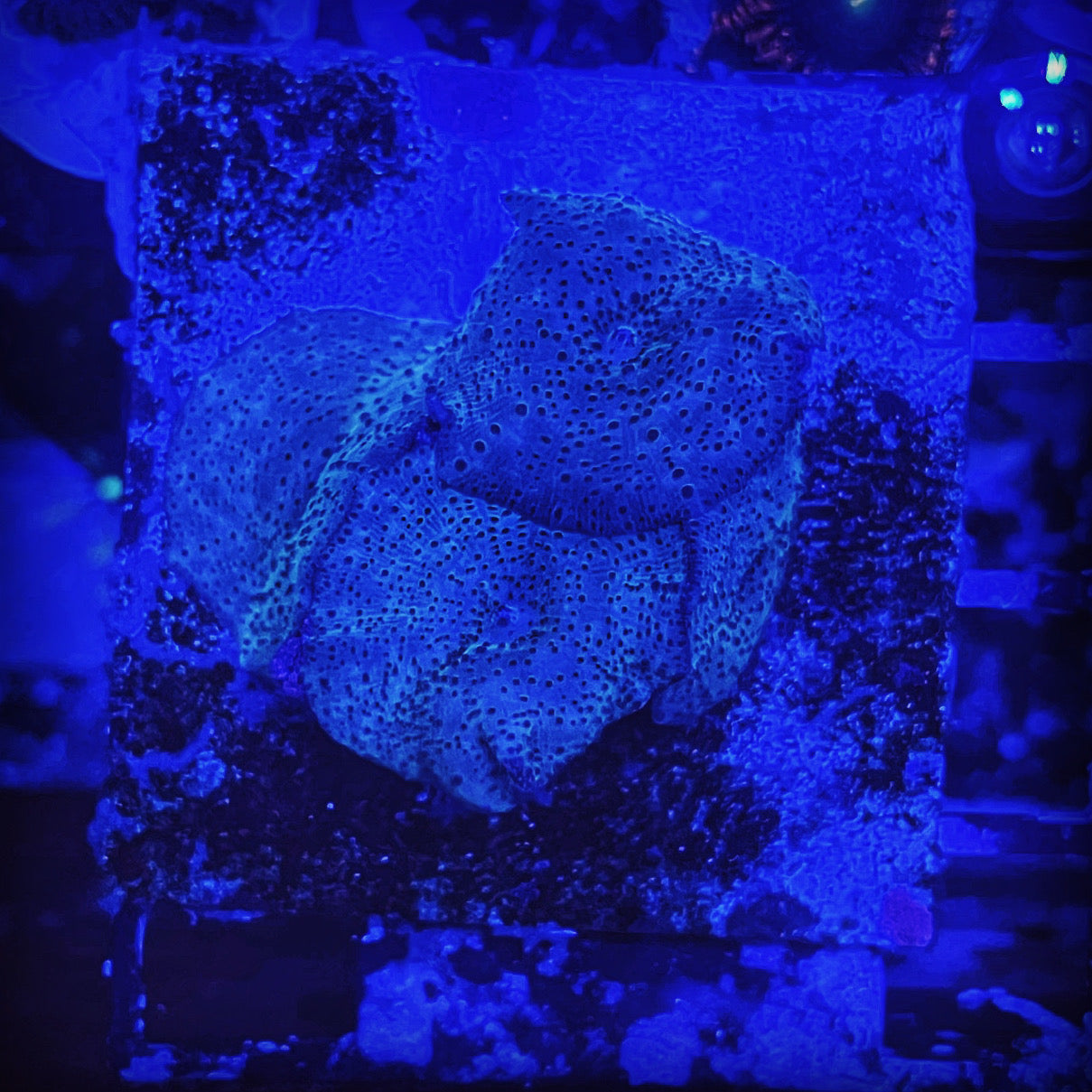 Blue Mushroom Coral