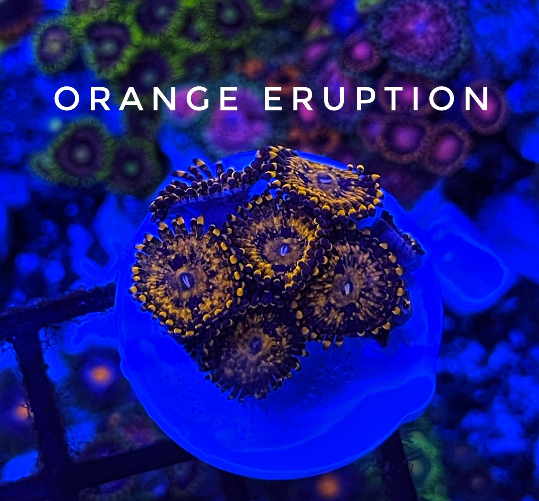 Orange Eruption (Designer)