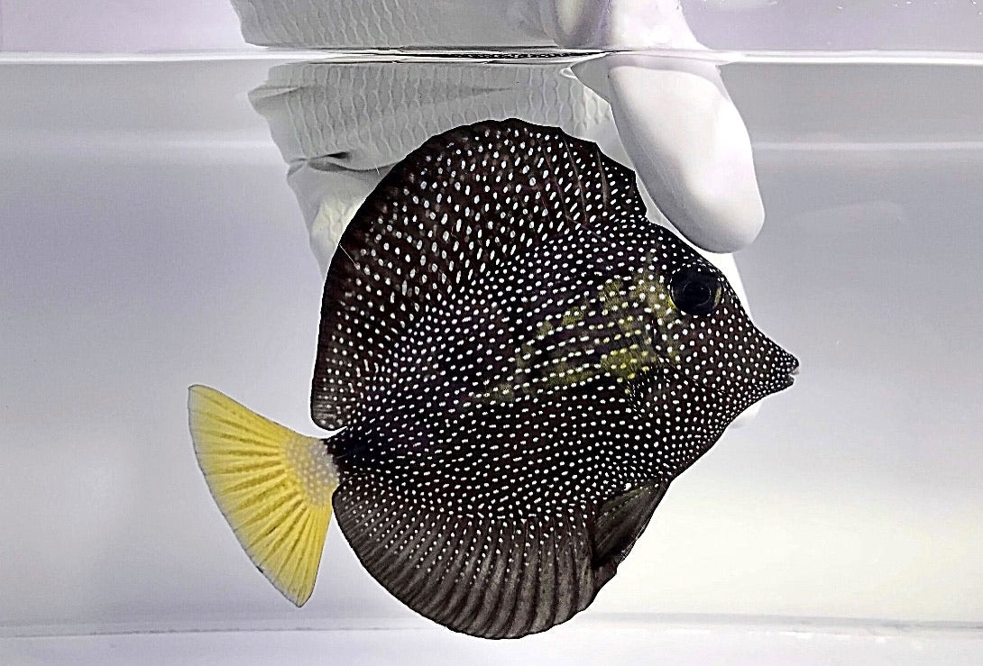 Gem Tang (Zebrasoma gemmatum) swimming in reef aquarium
Quarantined Gem Tang for sale from TSM Aquatics
Rare black tang with white spots – Zebrasoma gemmatum
Healthy reef-safe Gem Tang in saltwater tank
