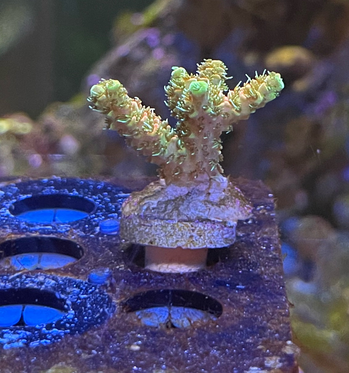 Solar Flare Millepora