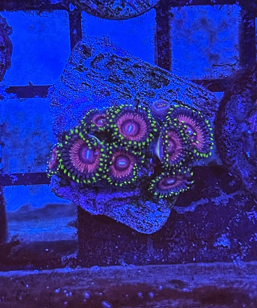 WWC Black Orchid (Designer)