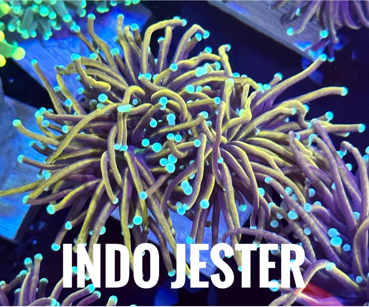 Jester Indo Torch