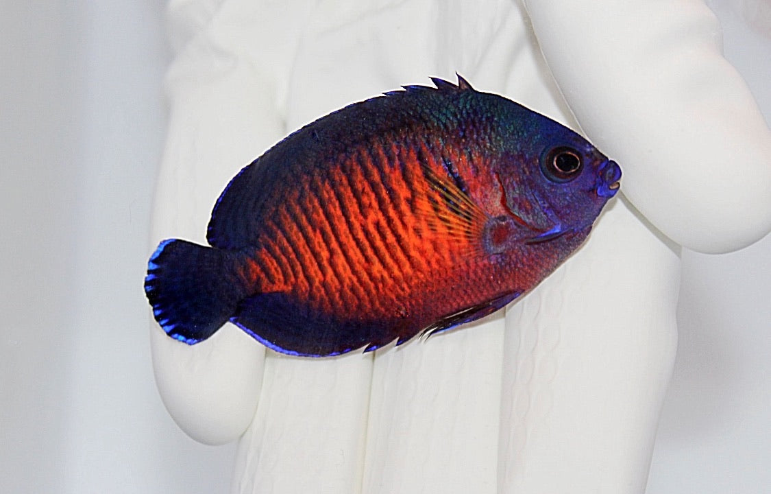 Coral Beauty Angelfish Centropyge bispinosa showing purple and orange body
Coral Beauty dwarf angelfish swimming among live rock
Close up of Coral Beauty Angelfish fins and coloration
Bright Coral Beauty Angelfish in reef aquarium
Coral Beauty Angelfish grazing on live rock