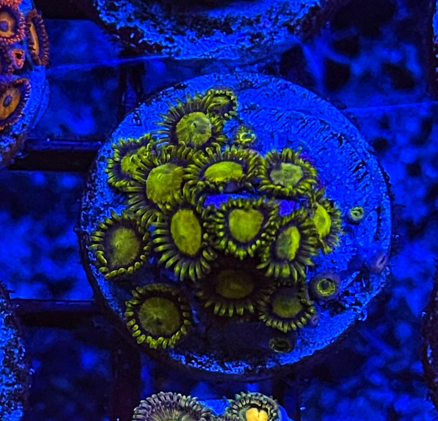 King Midas (Large Frag 8-10 Polyps )