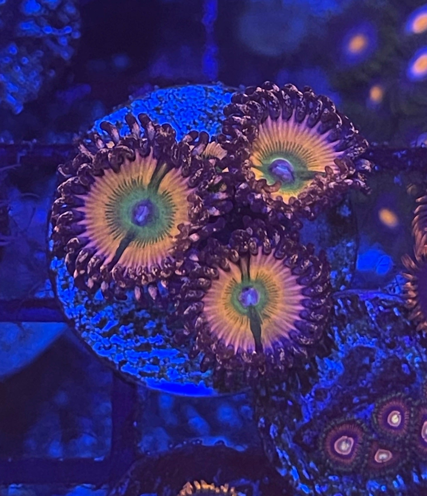 Rainbow Infusion (Designer)