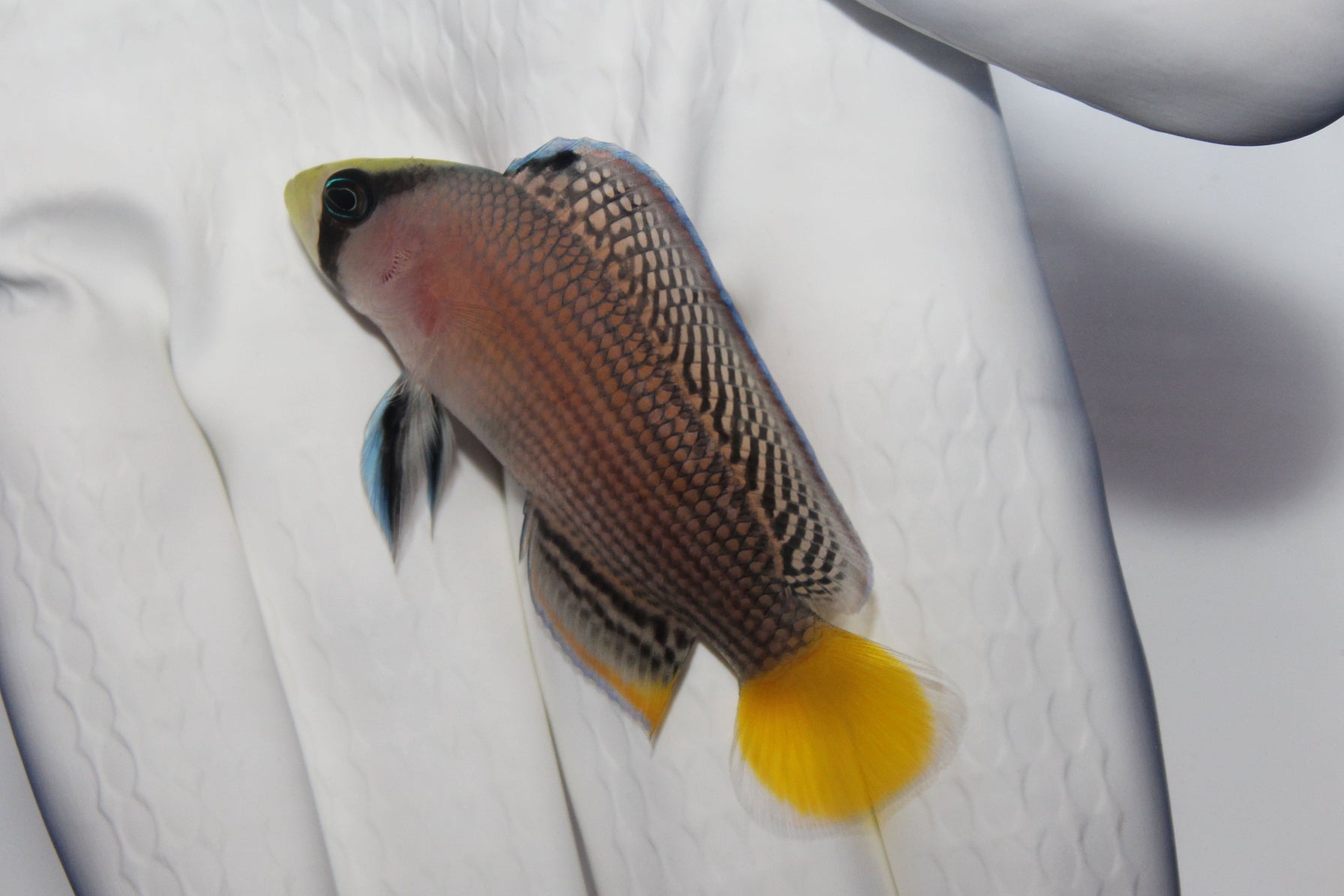 Splendid Dottyback (Manonichthys splendens) captive bred