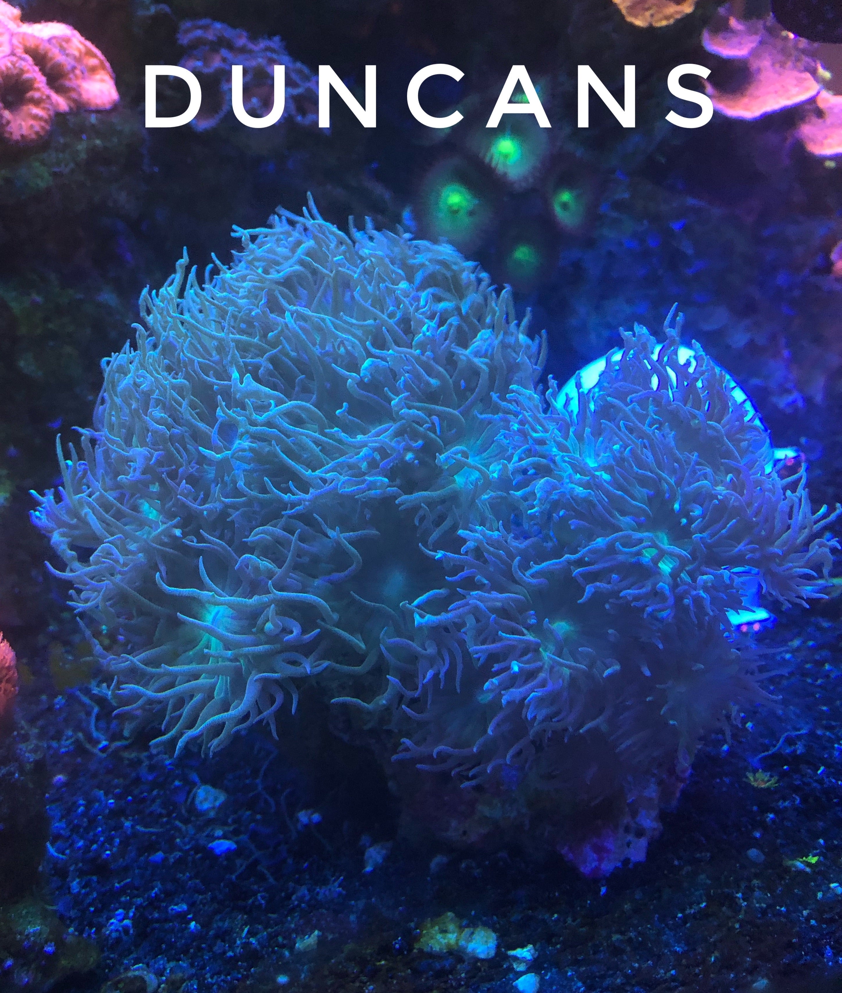 Duncan (Price Per Head)