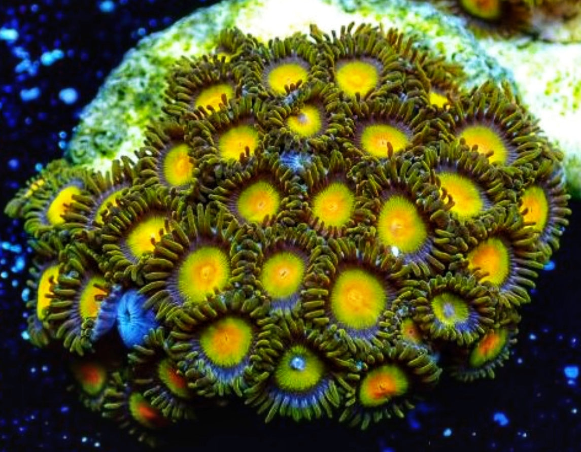 Tutti Fruiti (Large Frag 8-10 Polyps)