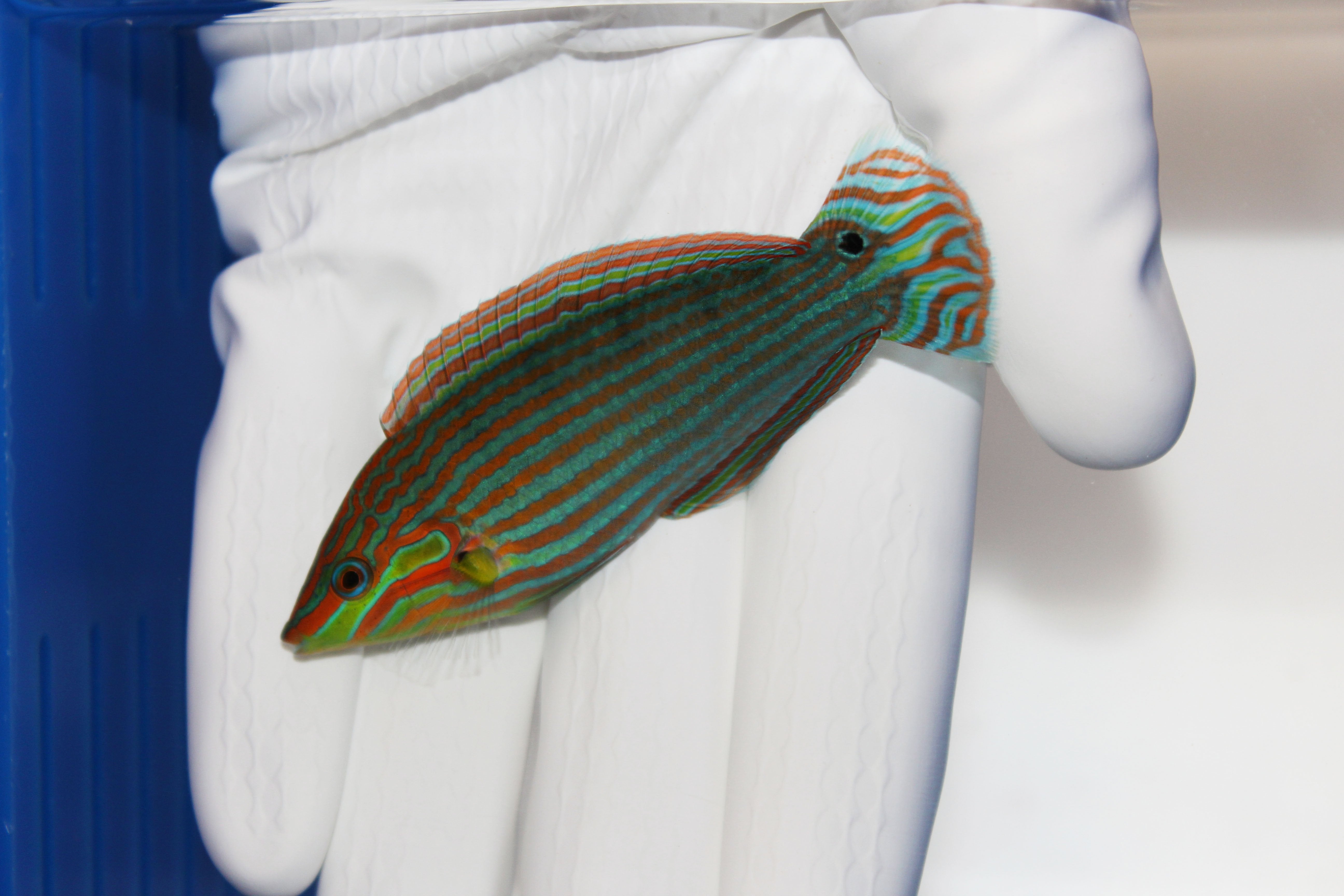 Melanurus Wrasse (Halichoeres melanurus)11/10(Pre-Order)