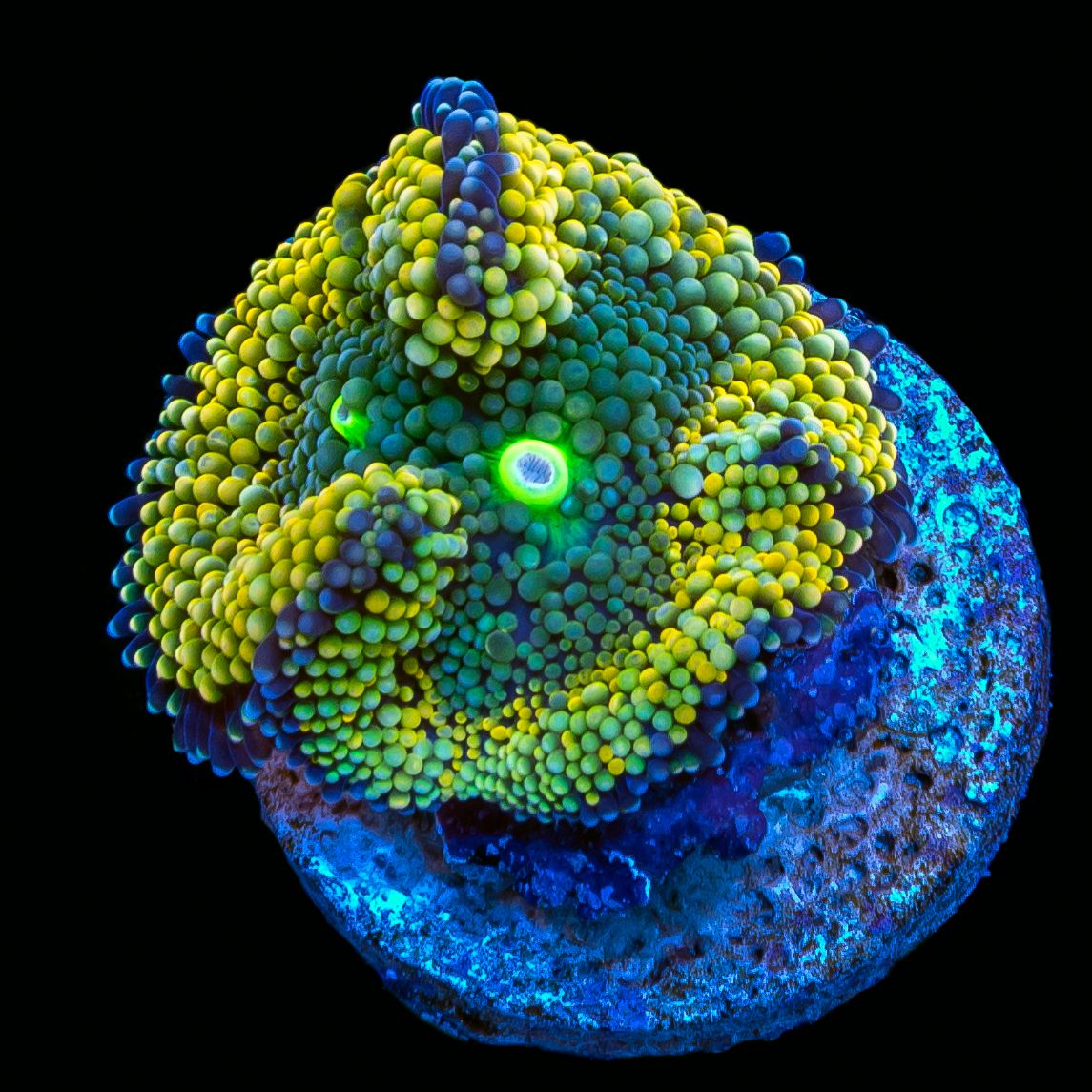 Orange Ricordea Mushroom (Ricordea florida)