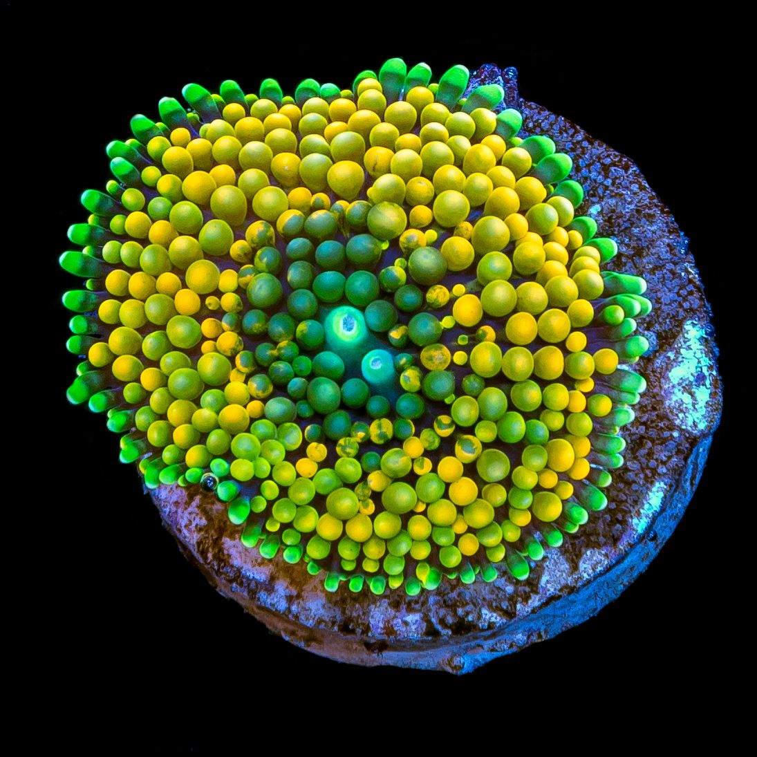 Orange Ricordea Mushroom (Ricordea florida)