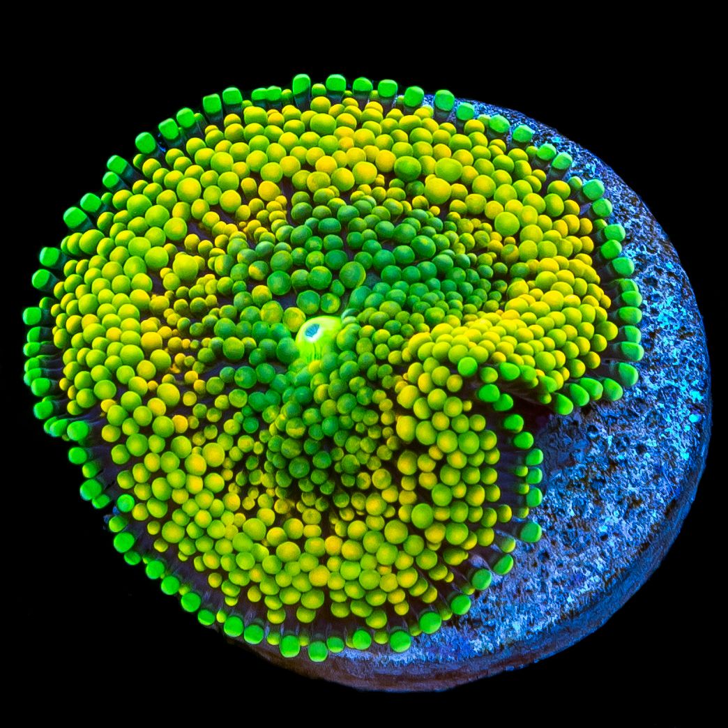 Orange Ricordea Mushroom (Ricordea florida)