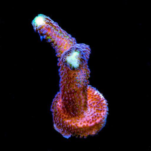 Purple Stylophora