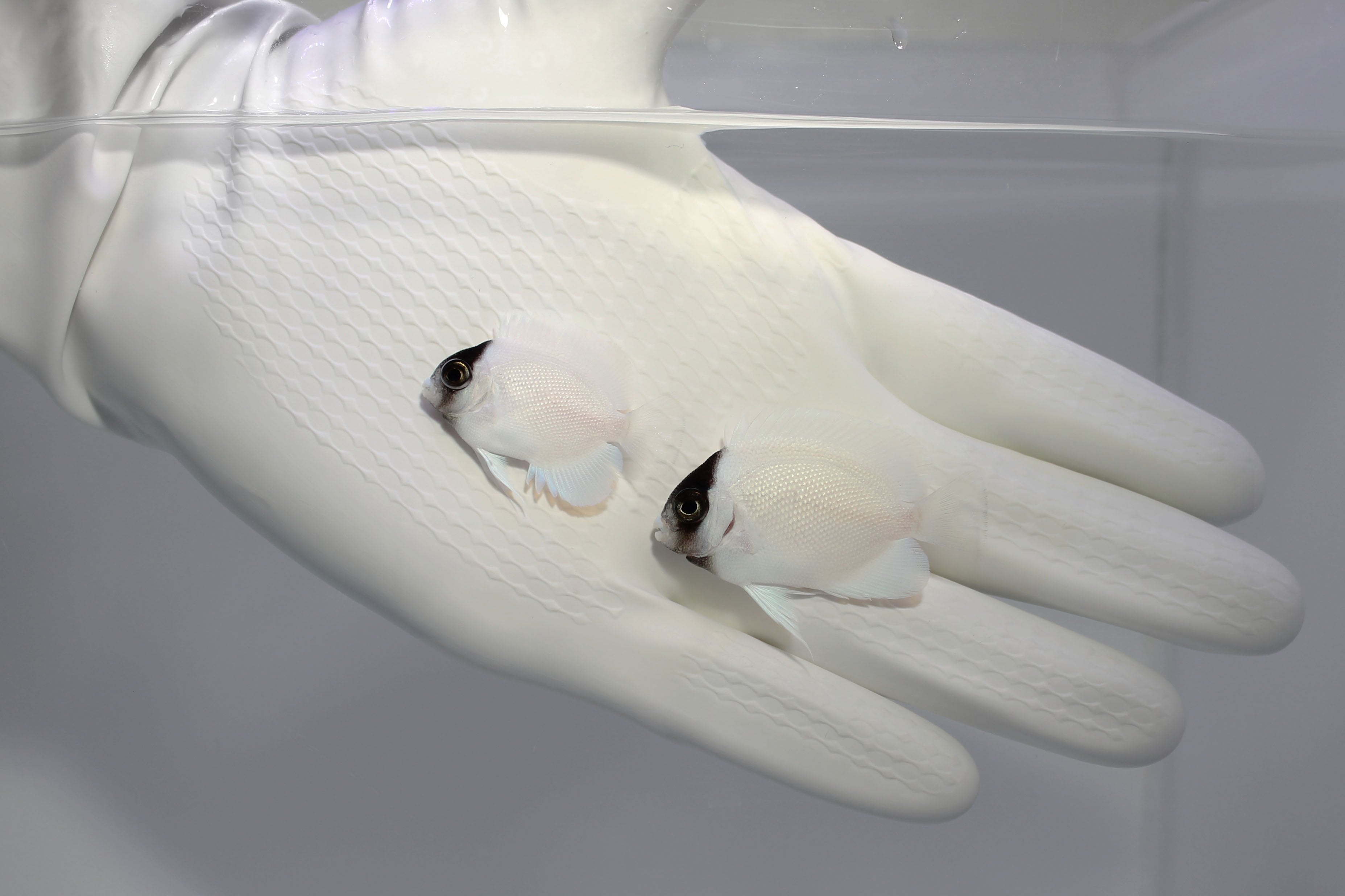 Masked Angelfish! An unbelievable pair!