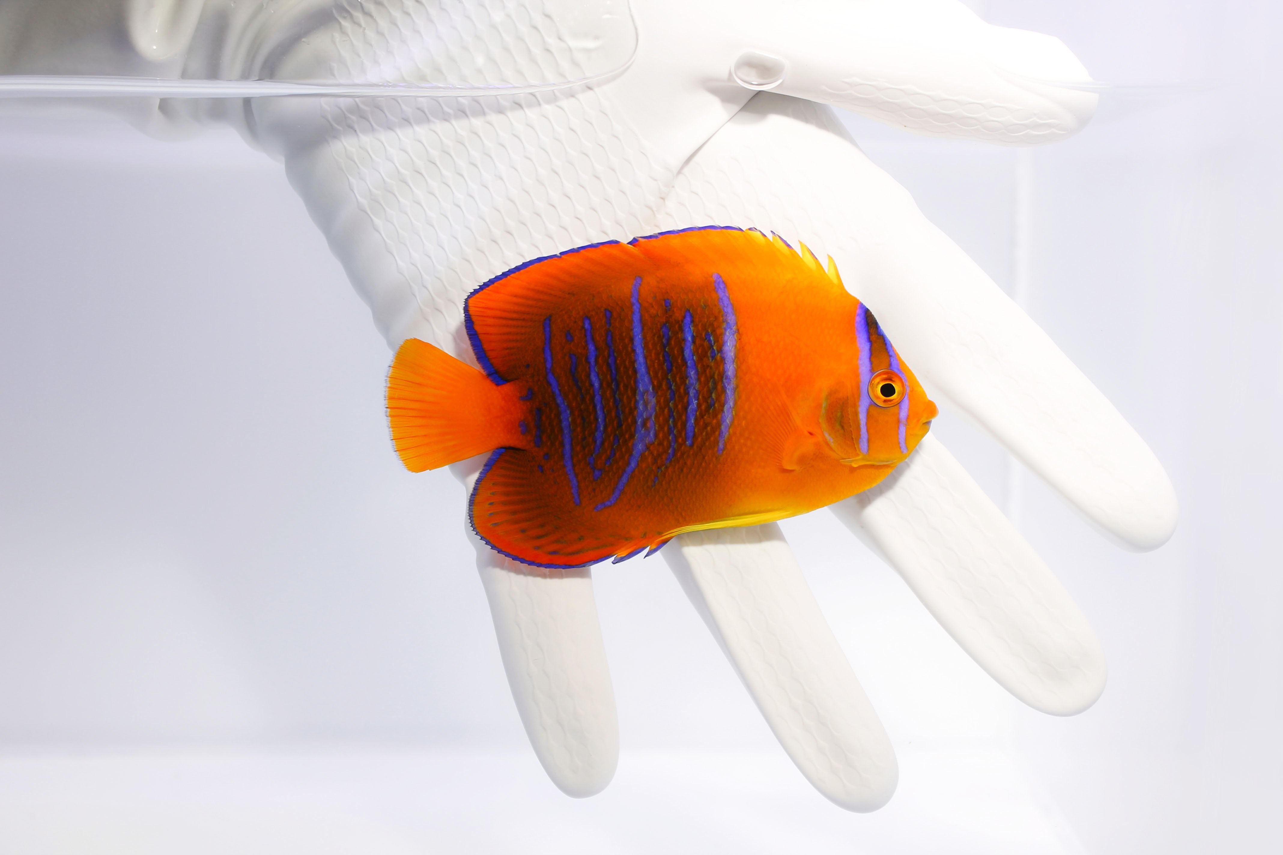 Stunning Clarion Angelfish come back to the aquarium industry!