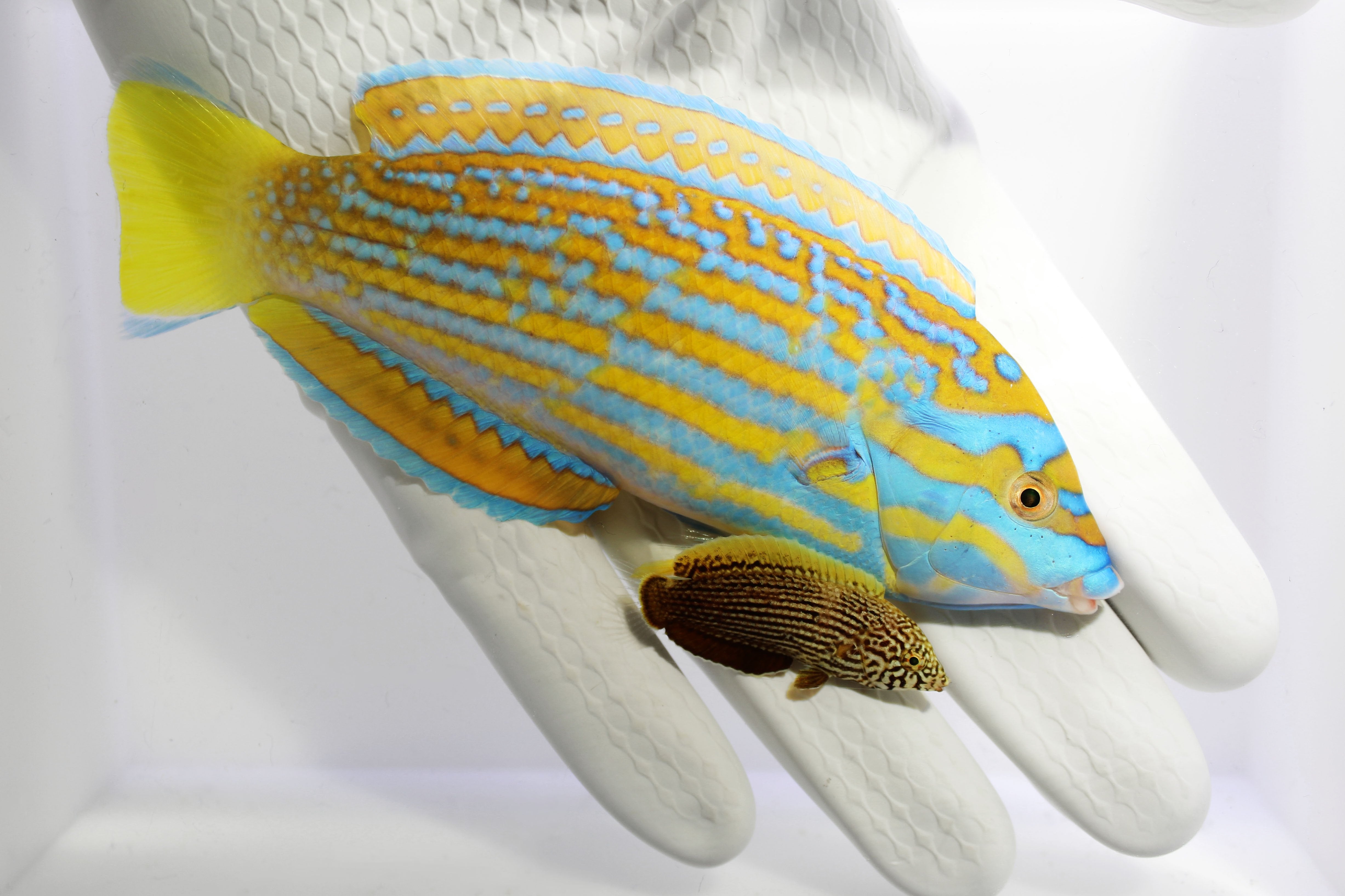 A. Lennardi Wrasse Kick off their season!