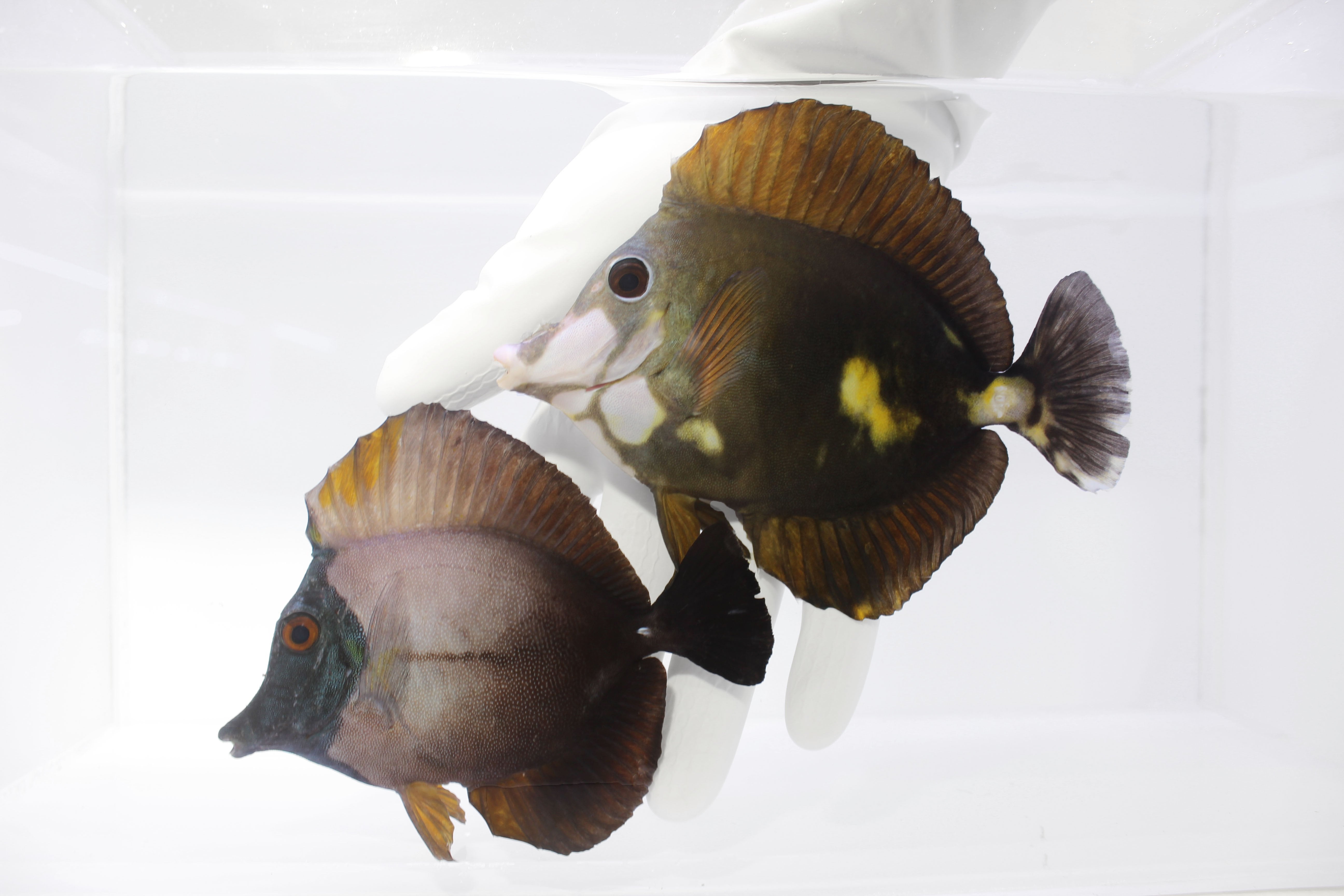 The Tricolor Koi Scopas Tang Pair