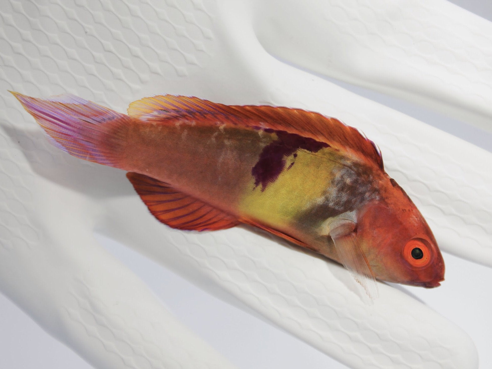 The Sanguine Wrasse