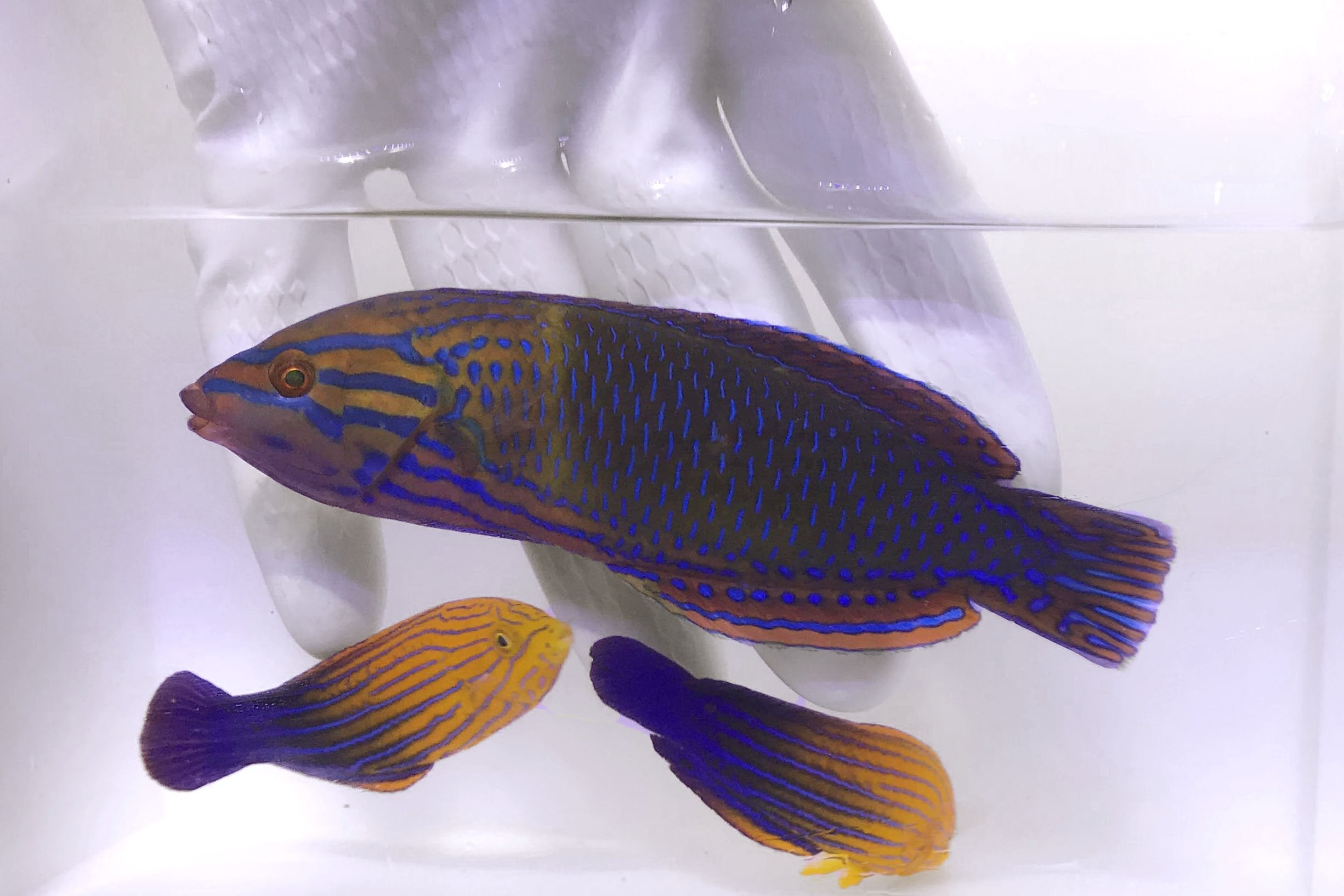 The Never before seen Trio