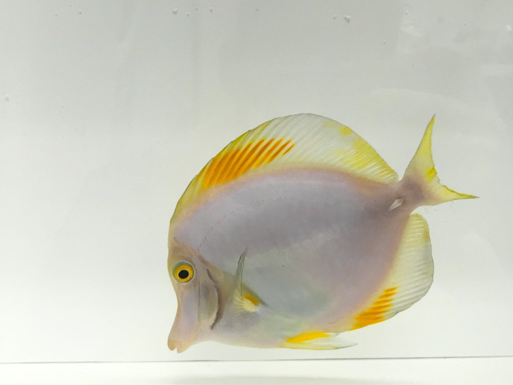 The Piebald morph of the Yellow Tang