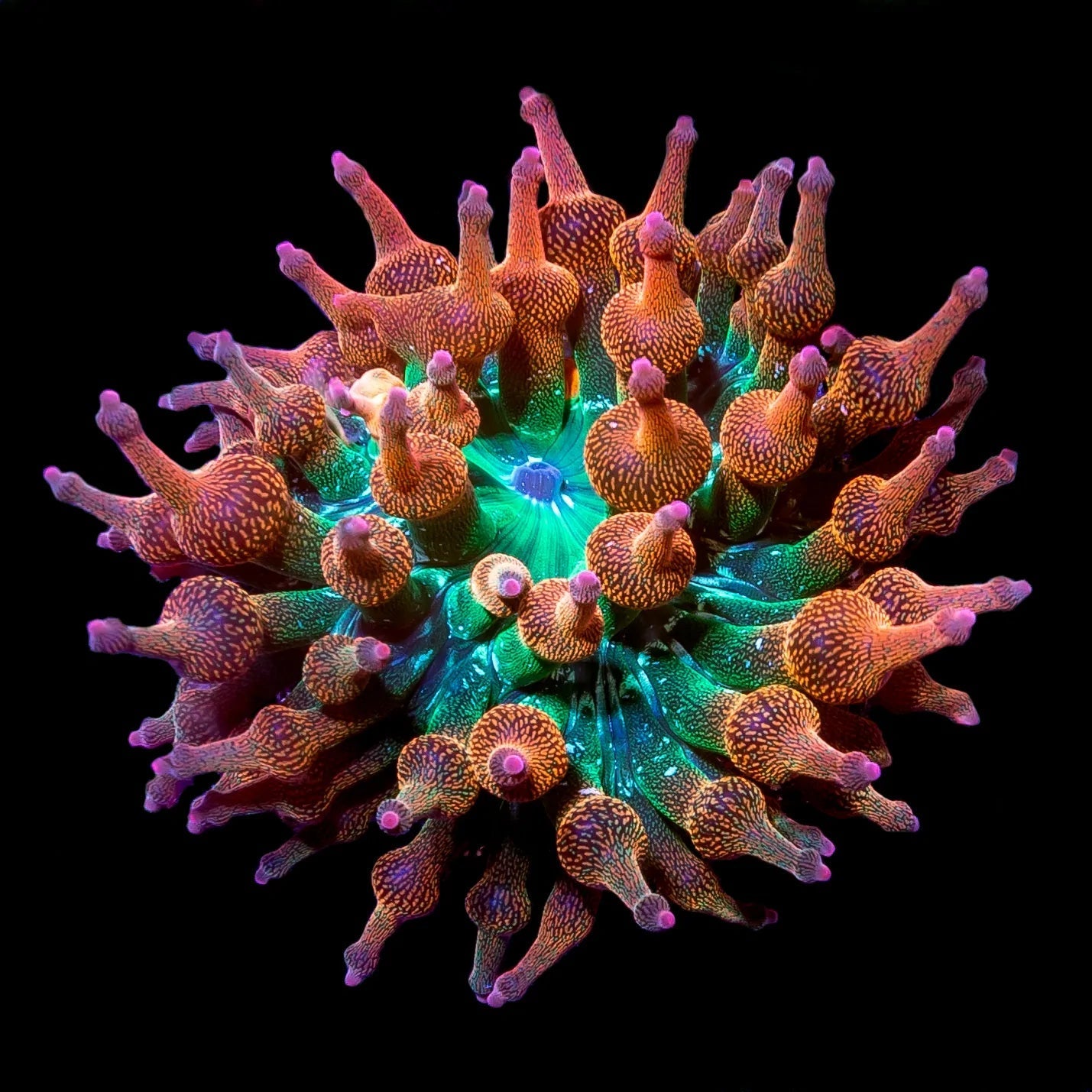 Anemones