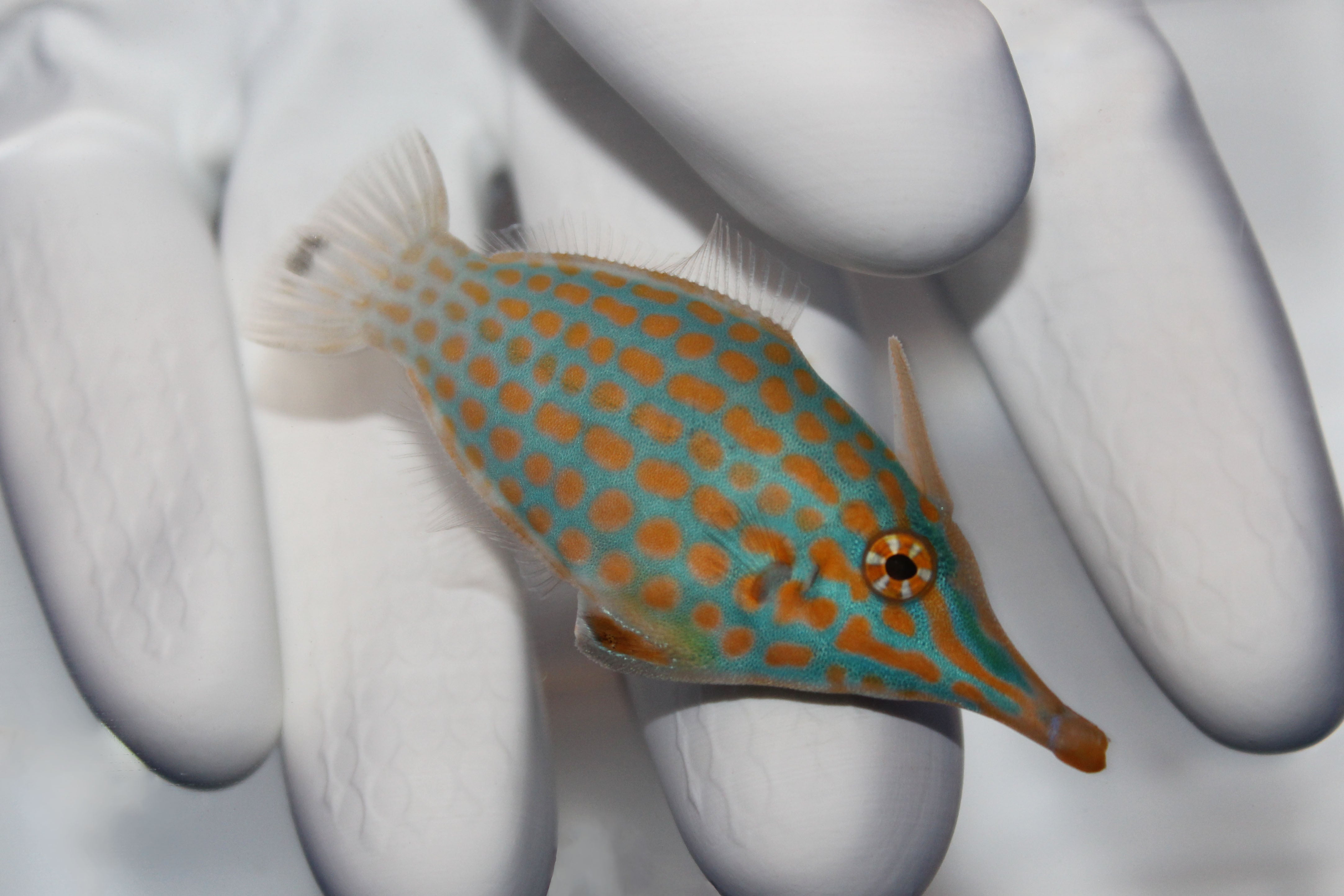Filefish (Available Now)