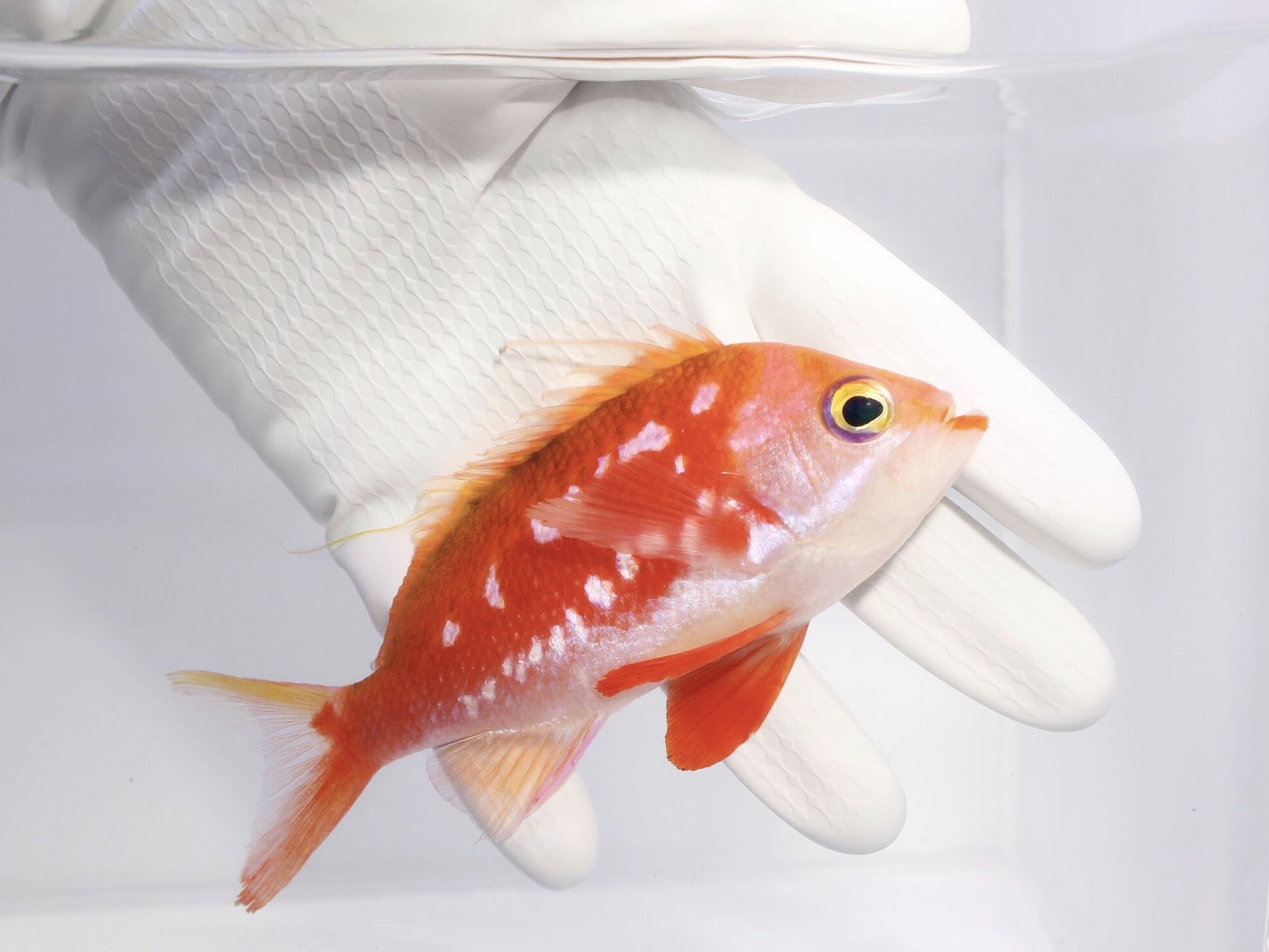 Anthias (Available Now)